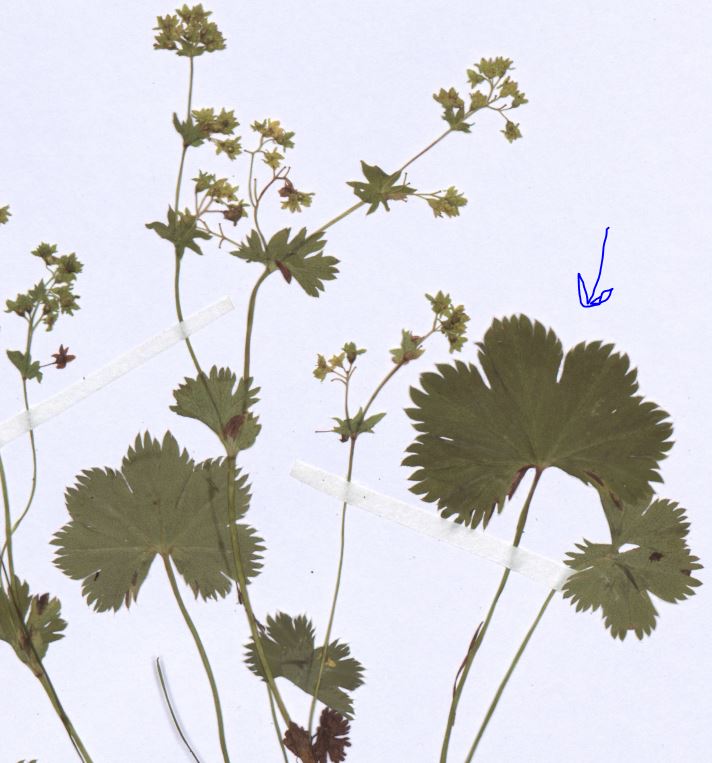 Alchemilla fissa.JPG