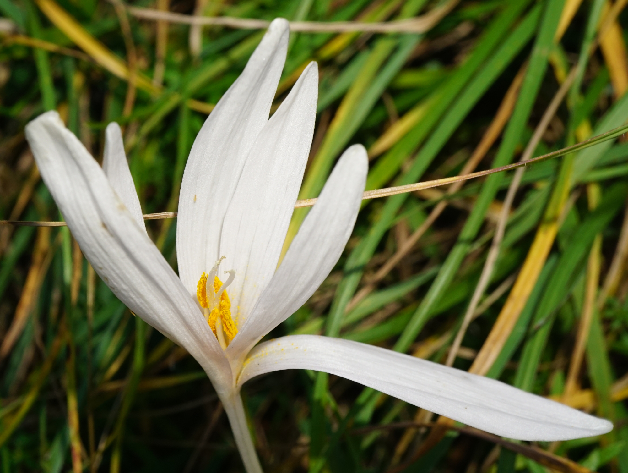 211020_Colchicum autumnale_Hohe Wand_A.JPG