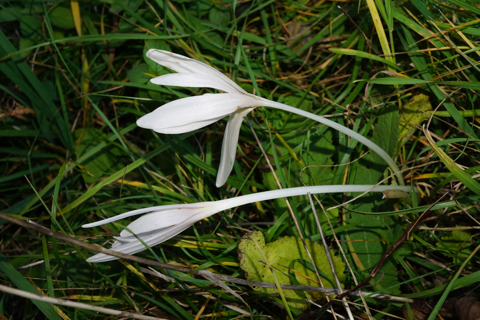 211020_Colchicum autumnale_Hohe Wand_B.JPG