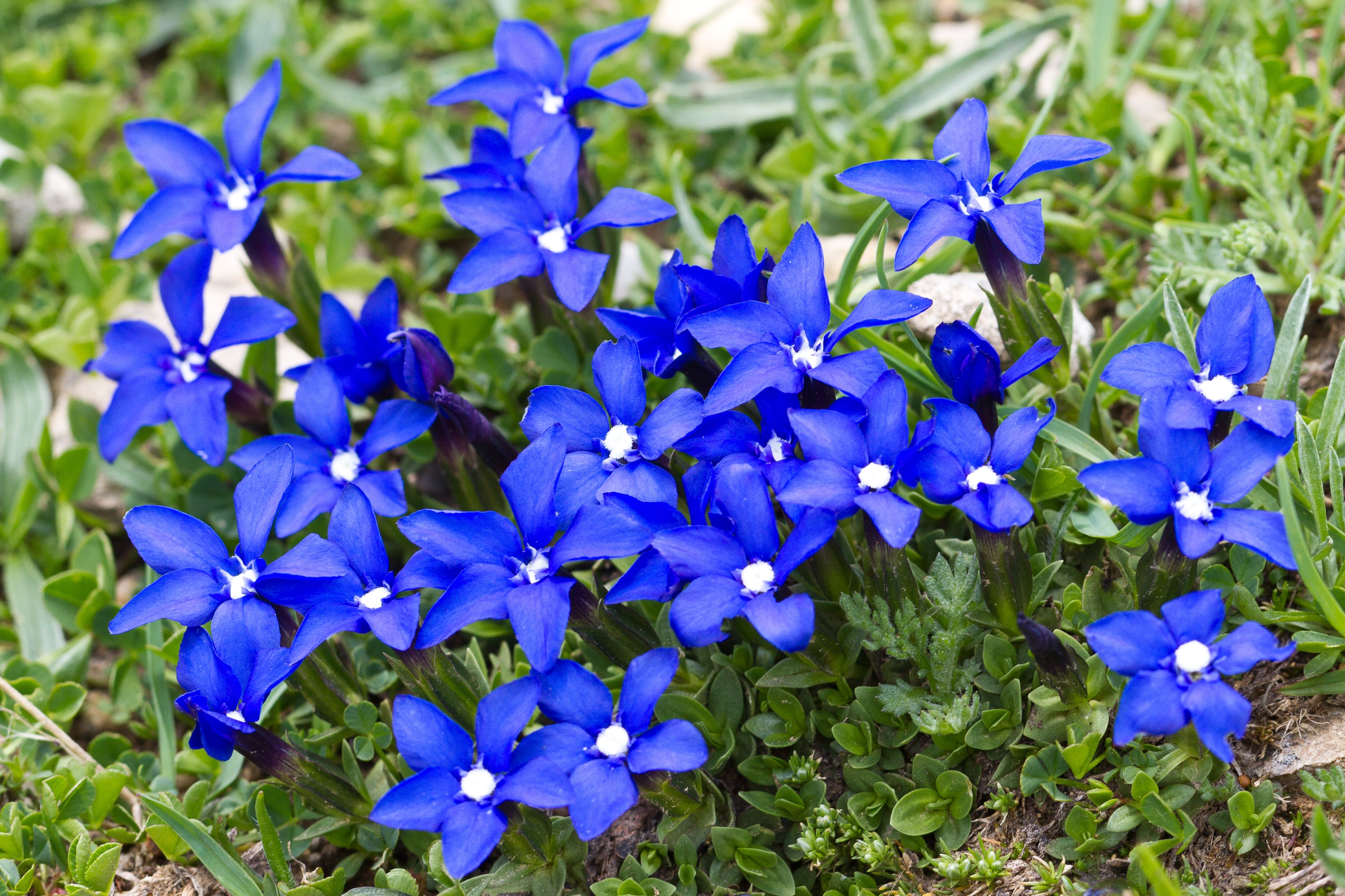 Gentianaceae_Gentiana tergestina.jpg