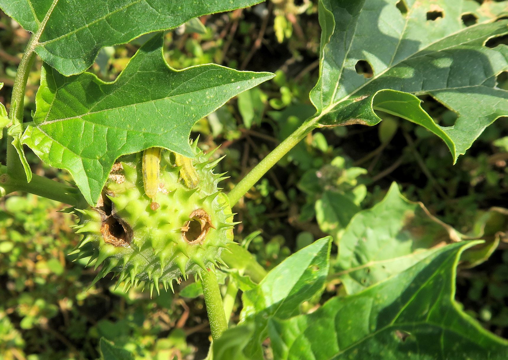 Insekten Schmetterlinge) Raupe auf Datura strumaria, Illmitz ruderal südl. Kirchsee 28.09.2021 C5X (4).JPG