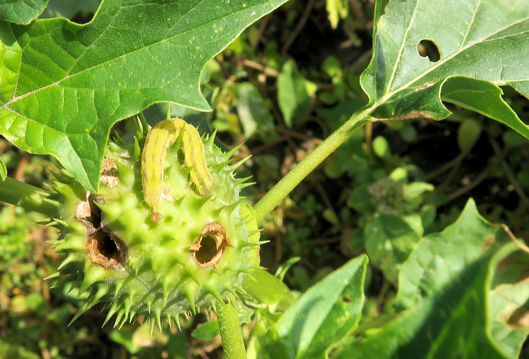 Insekten Schmetterlinge) Raupe auf Datura strumaria, Illmitz ruderal südl. Kirchsee 28.09.2021 C5X (5).JPG