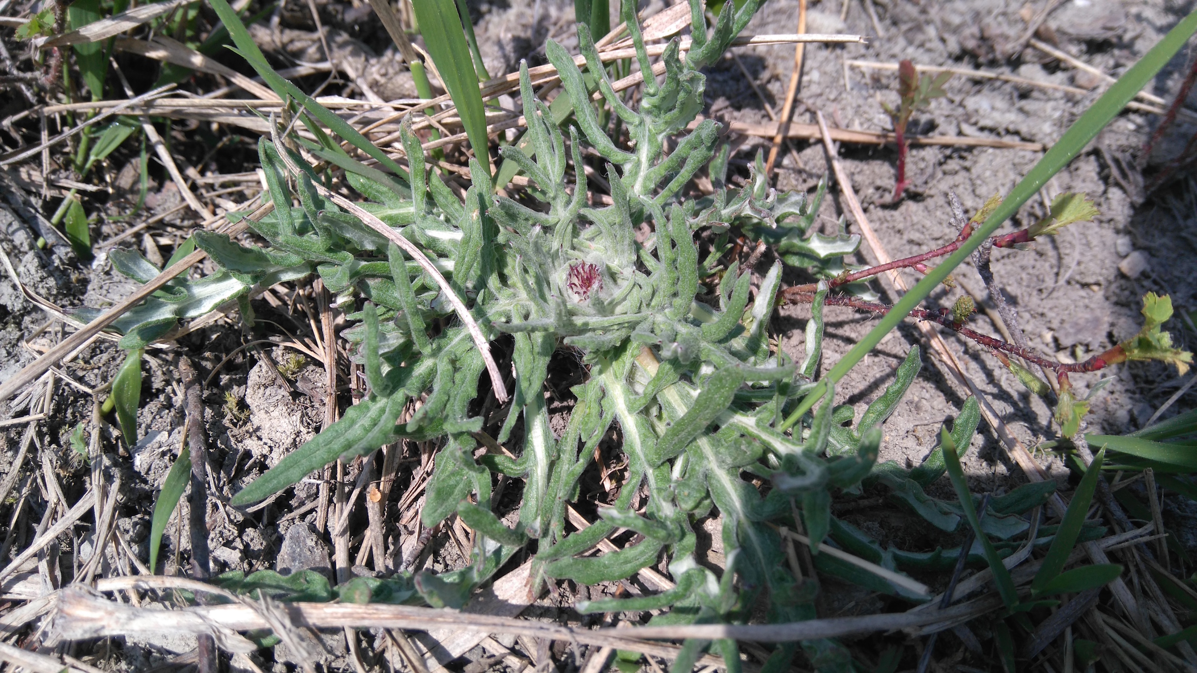 jurinea mollis bisamberg_7825.JPG