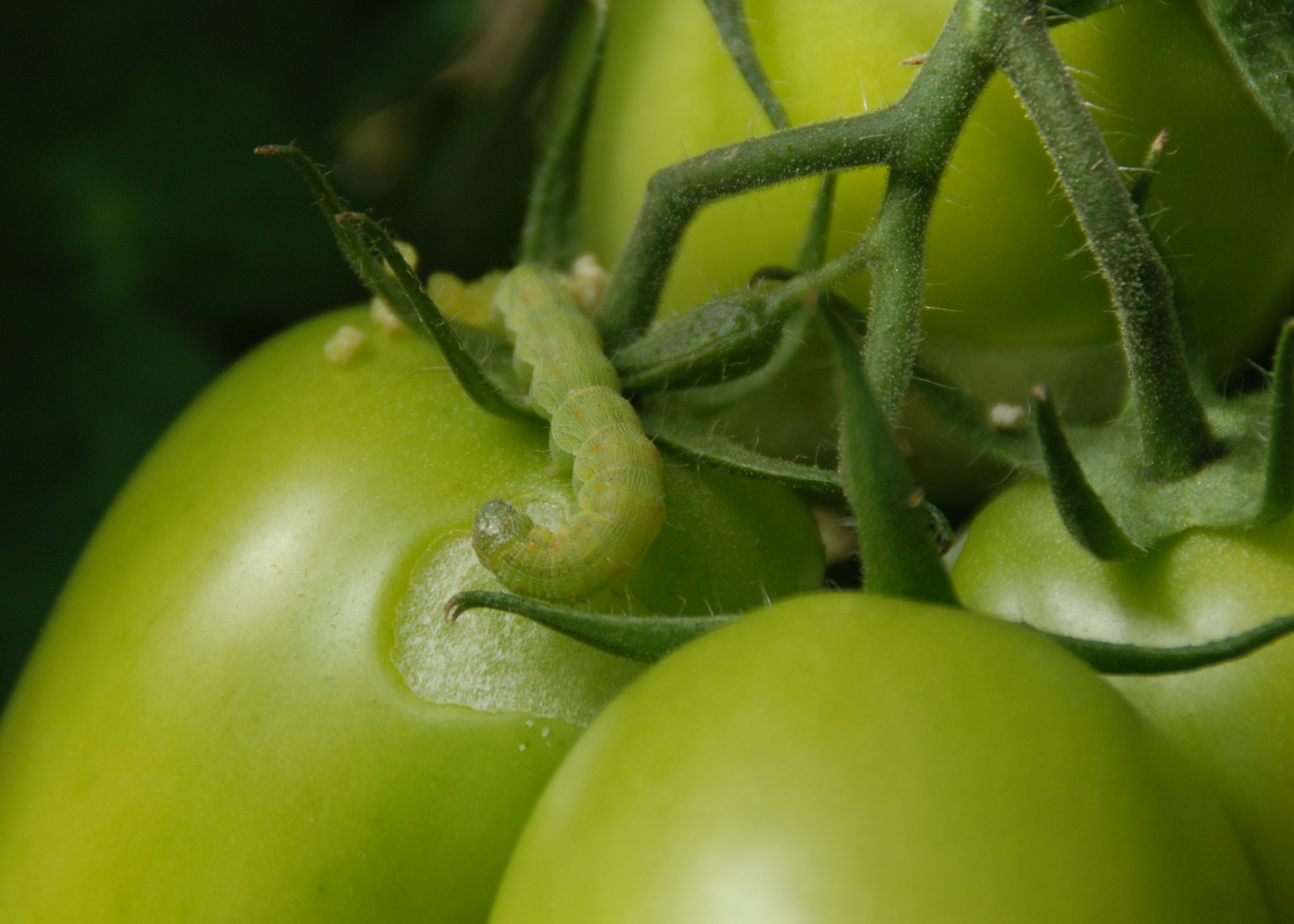 Breitenfurt-29092018-Raupe auf Tomaten-(1) - Baumwollkapseleule.JPG