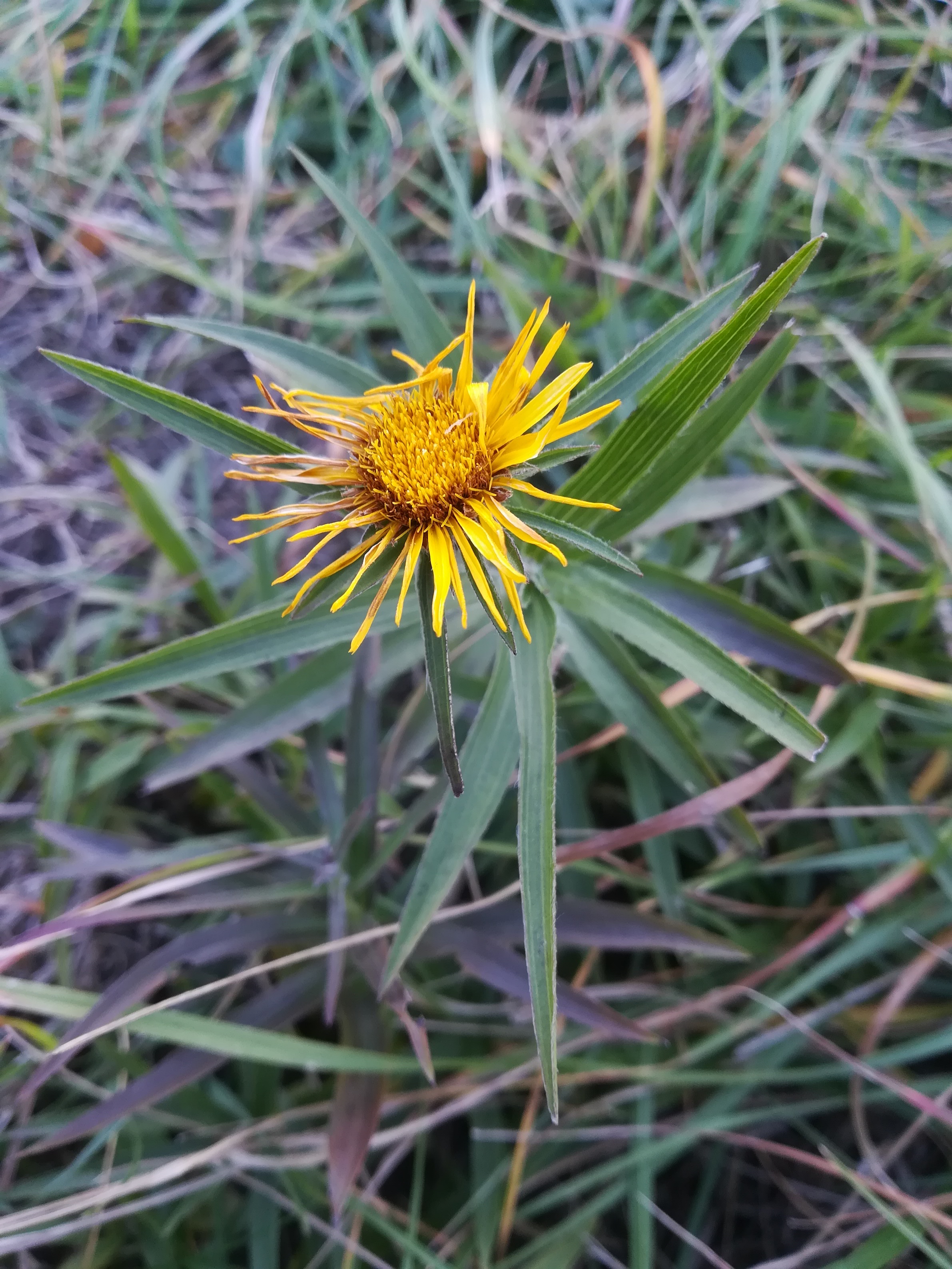 inula ensifolia eichkogel mödling_20211025_134321.jpg