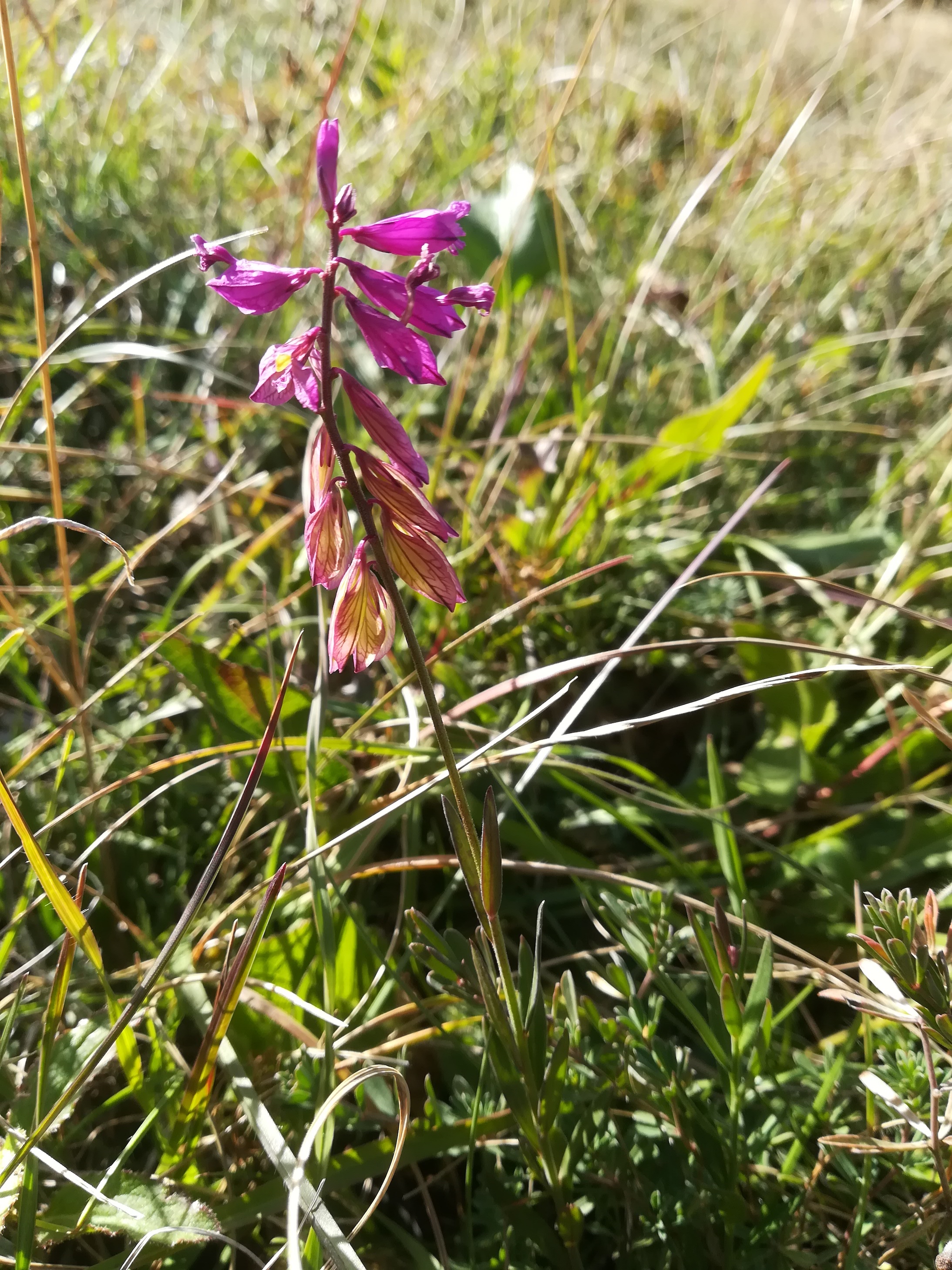 polygala major eichkogel mödling_20211025_135406.jpg
