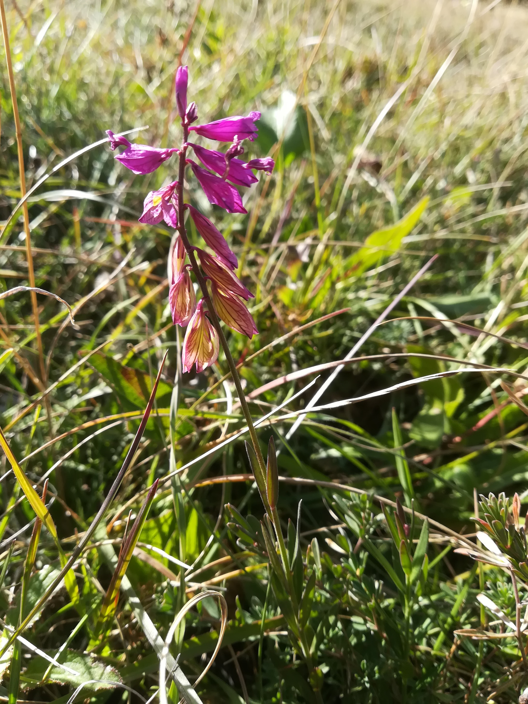 polygala major eichkogel mödling_20211025_135406.jpg