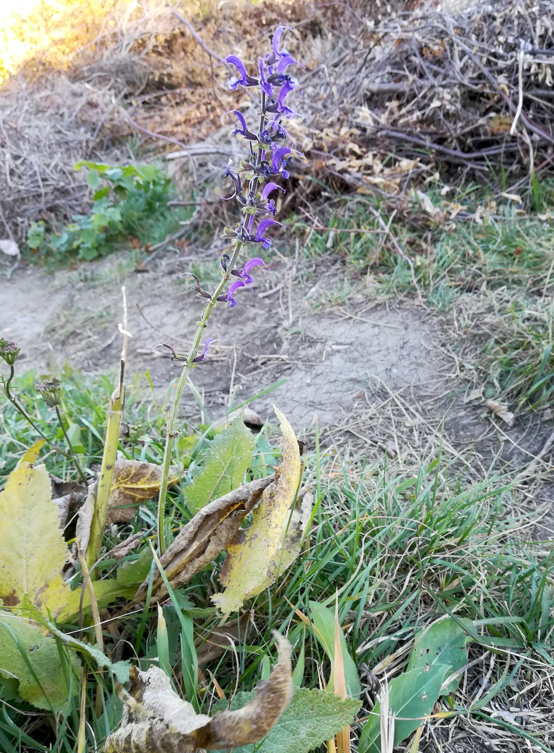 salvia pratensis eichkogel mödling_20211025_134349.jpg