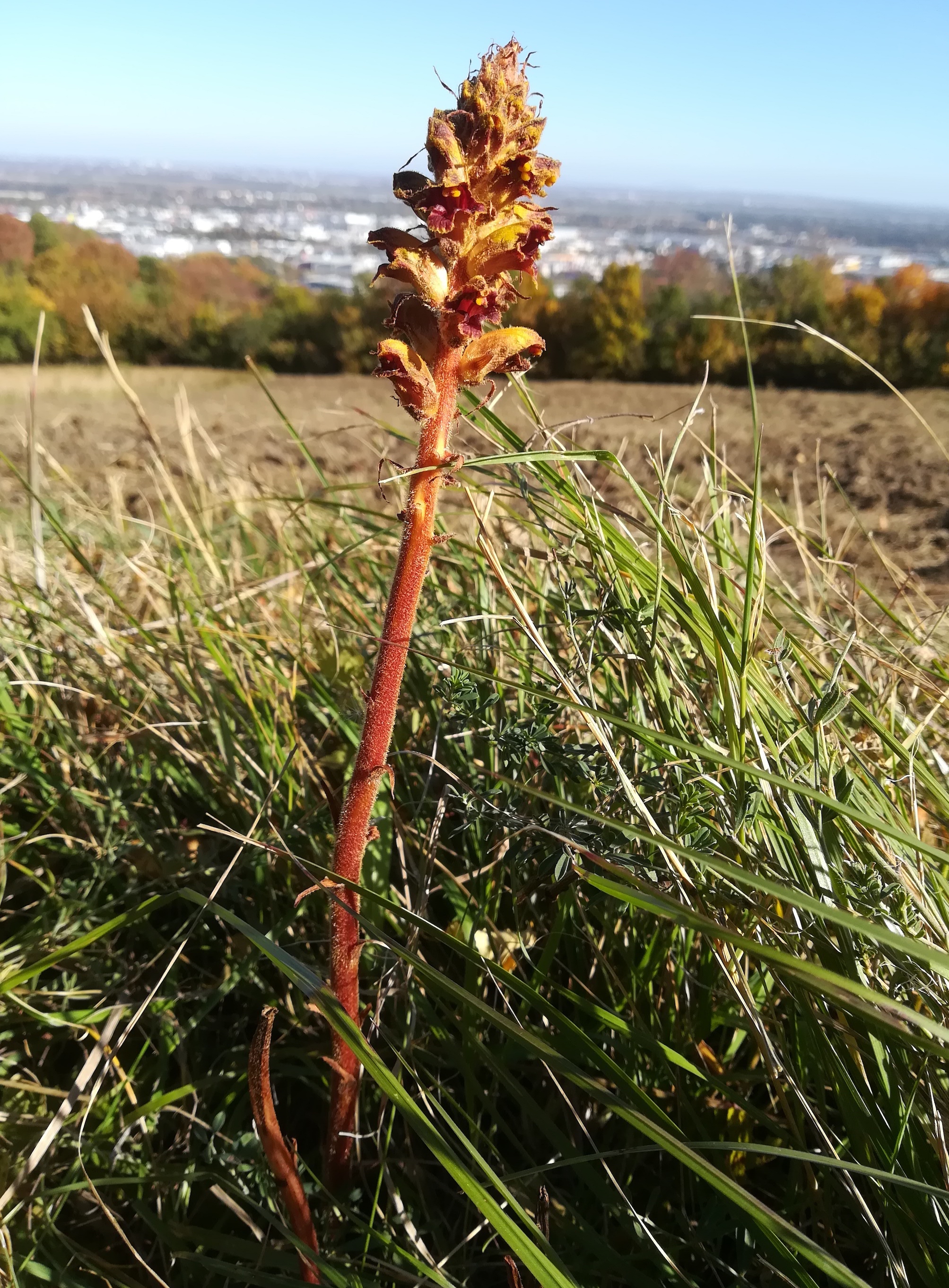 orobanche gracilis eichkogel mödling_20211025_131325.jpg