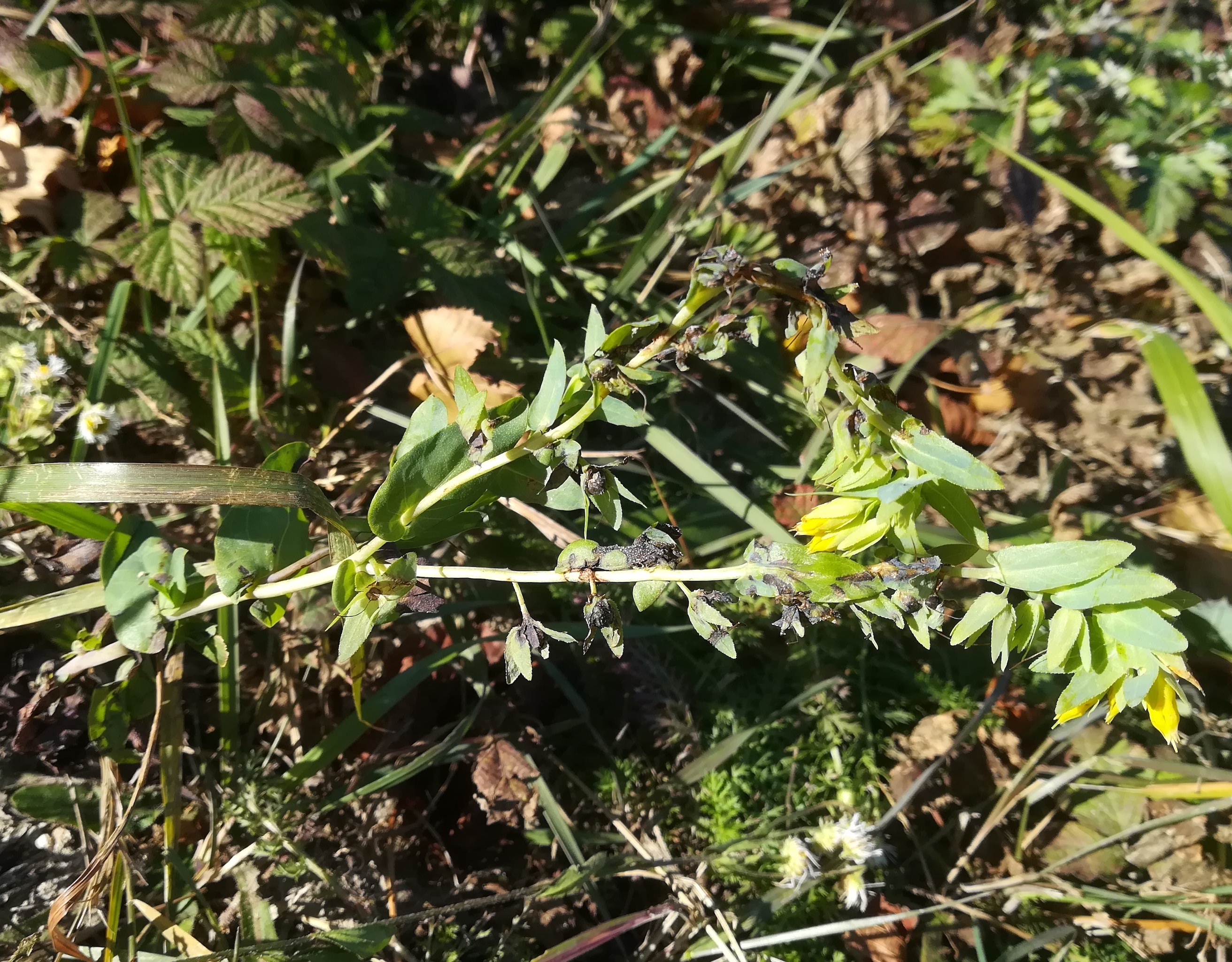 cerinthe minor eichkogel mödling_20211025_125327.jpg