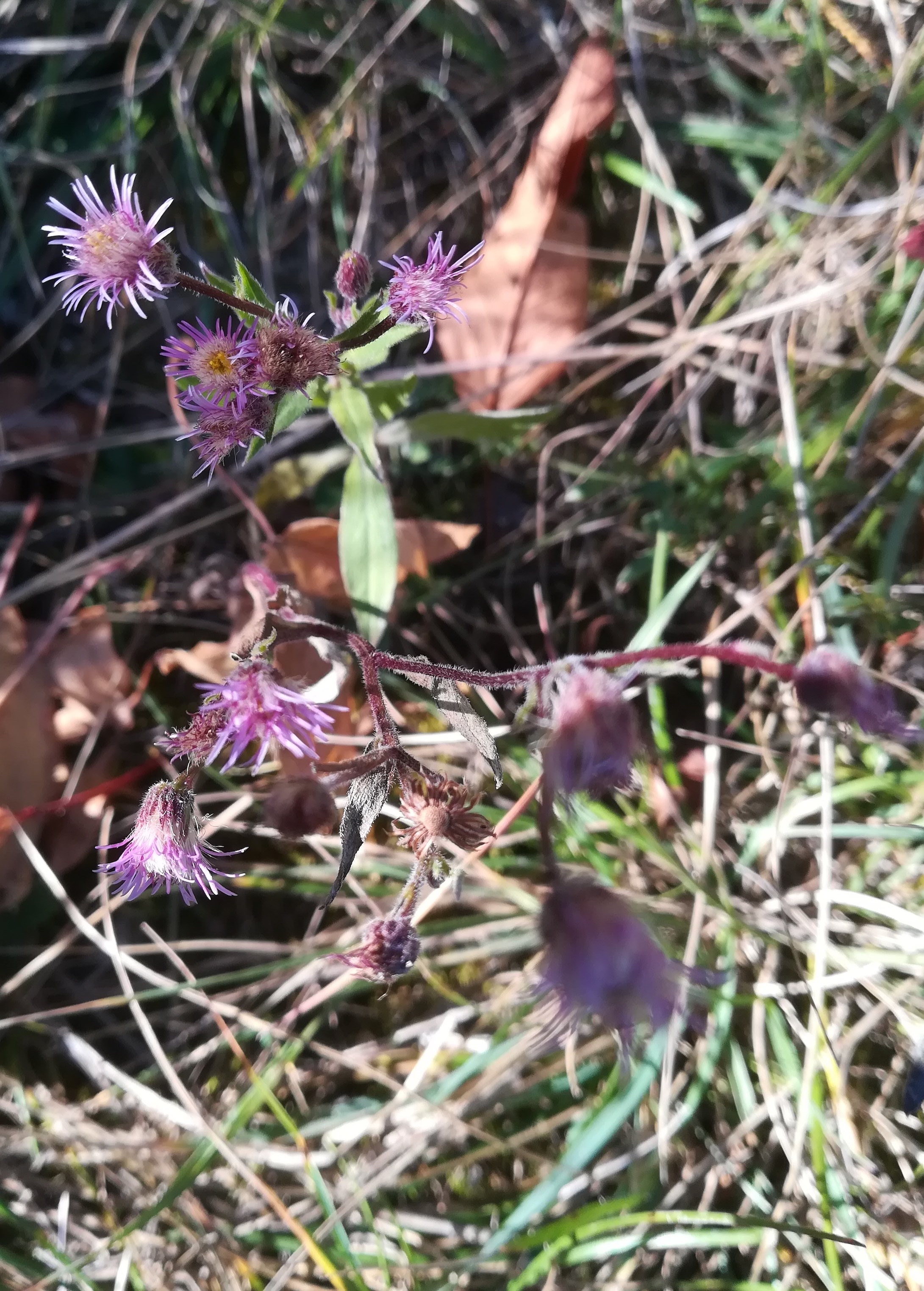 erigeron acris eichkogel mödling_20211025_130002.jpg