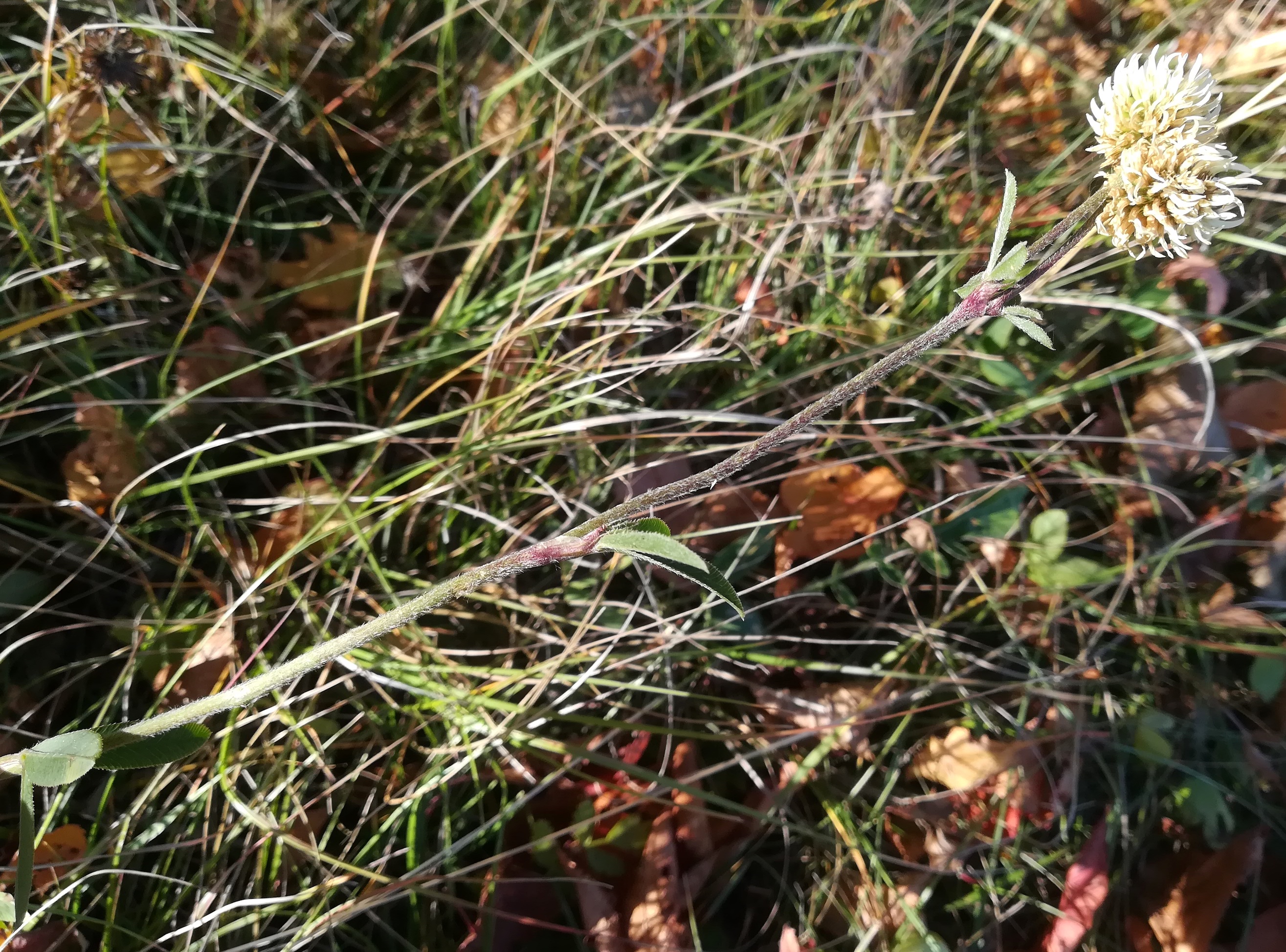 trifolium montanum eichkogel mödling_20211025_130508.jpg