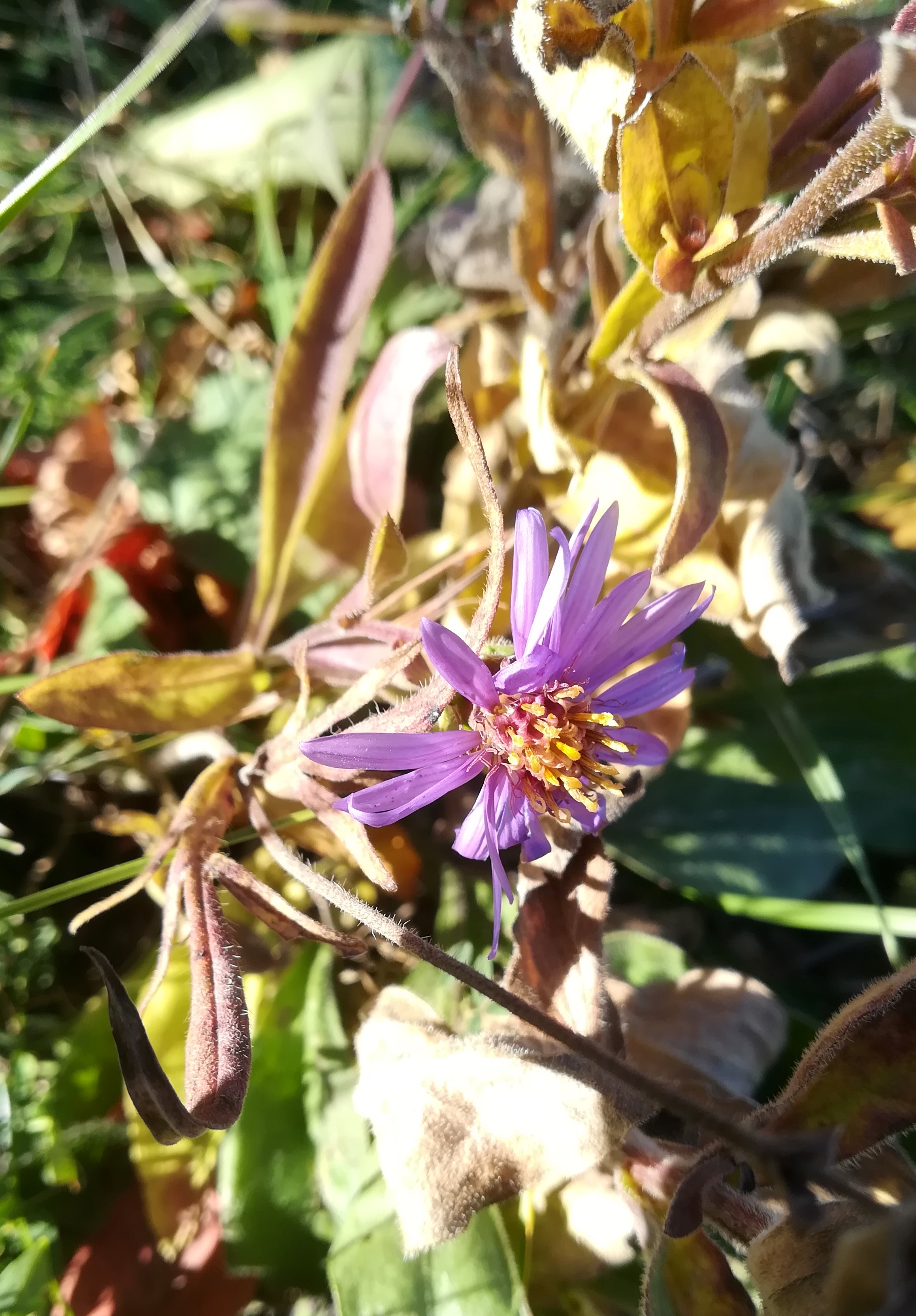 aster amellus eichkogel mödling_20211025_130544.jpg