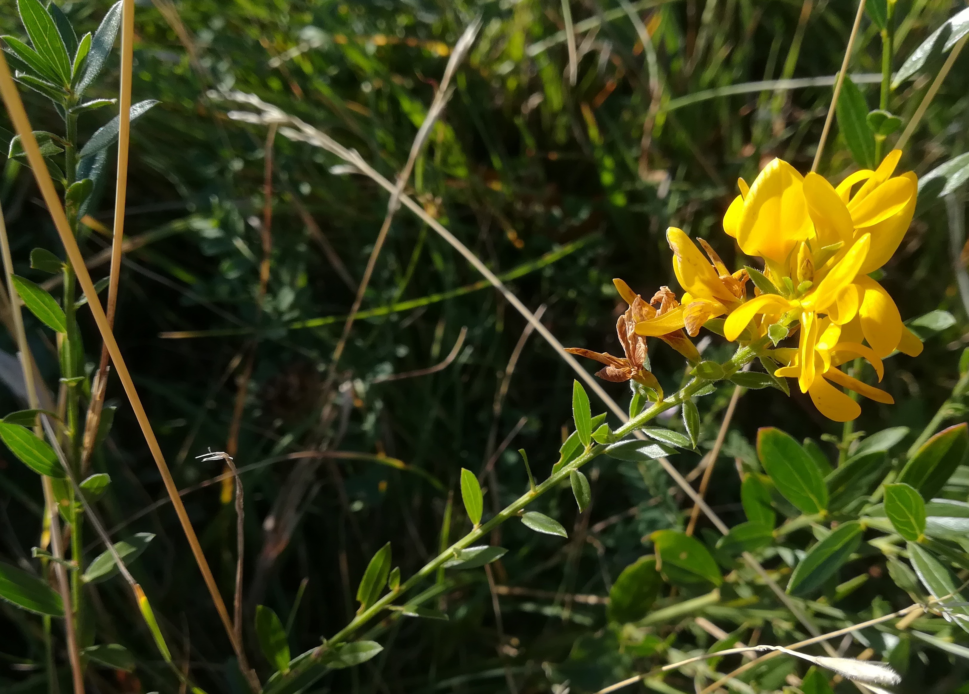 genista tinctoria eichkogel mödling_20211025_130835.jpg