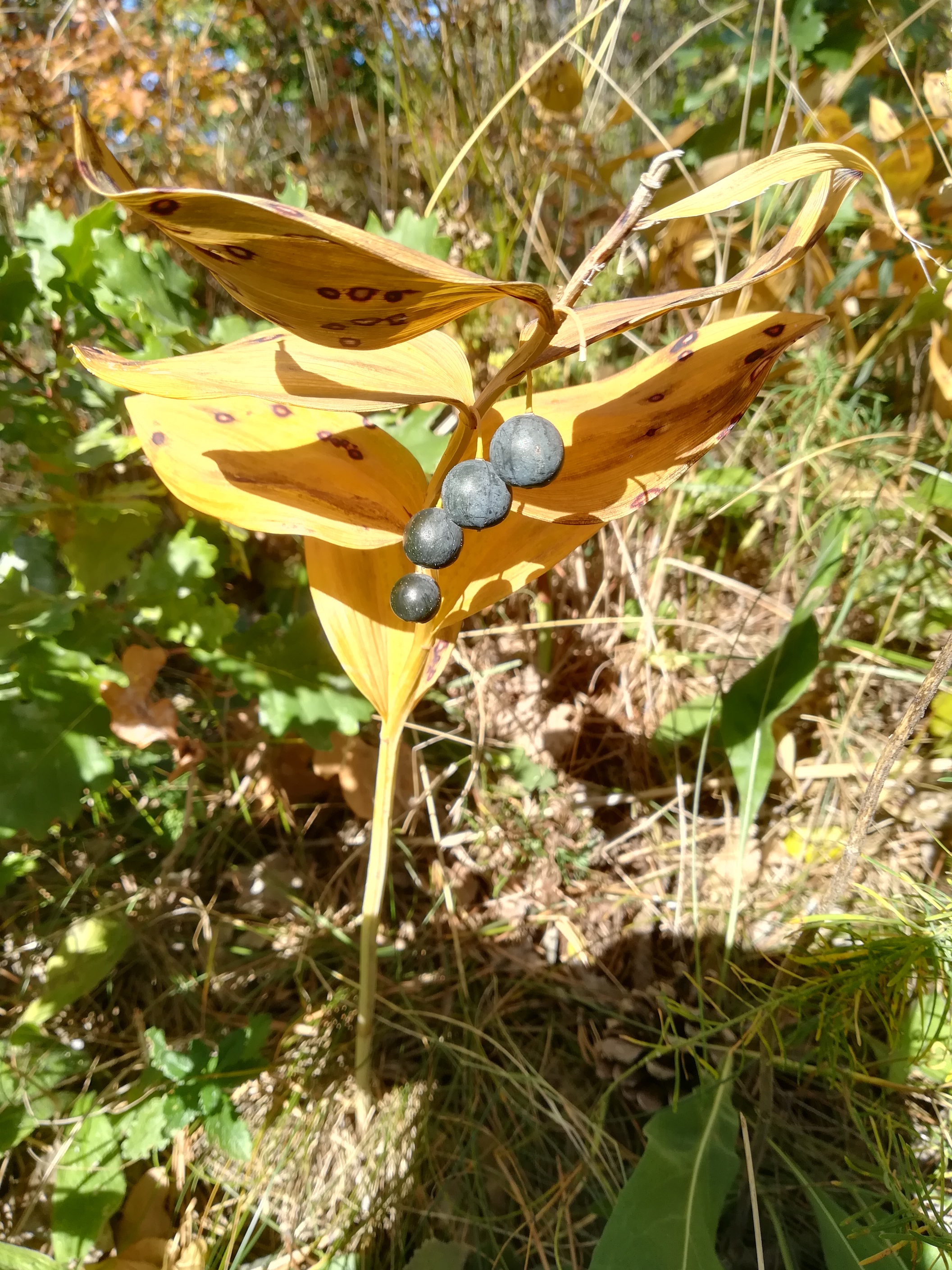 polygonatum cf. odoratum eichkogel mödling_20211025_133433.jpg