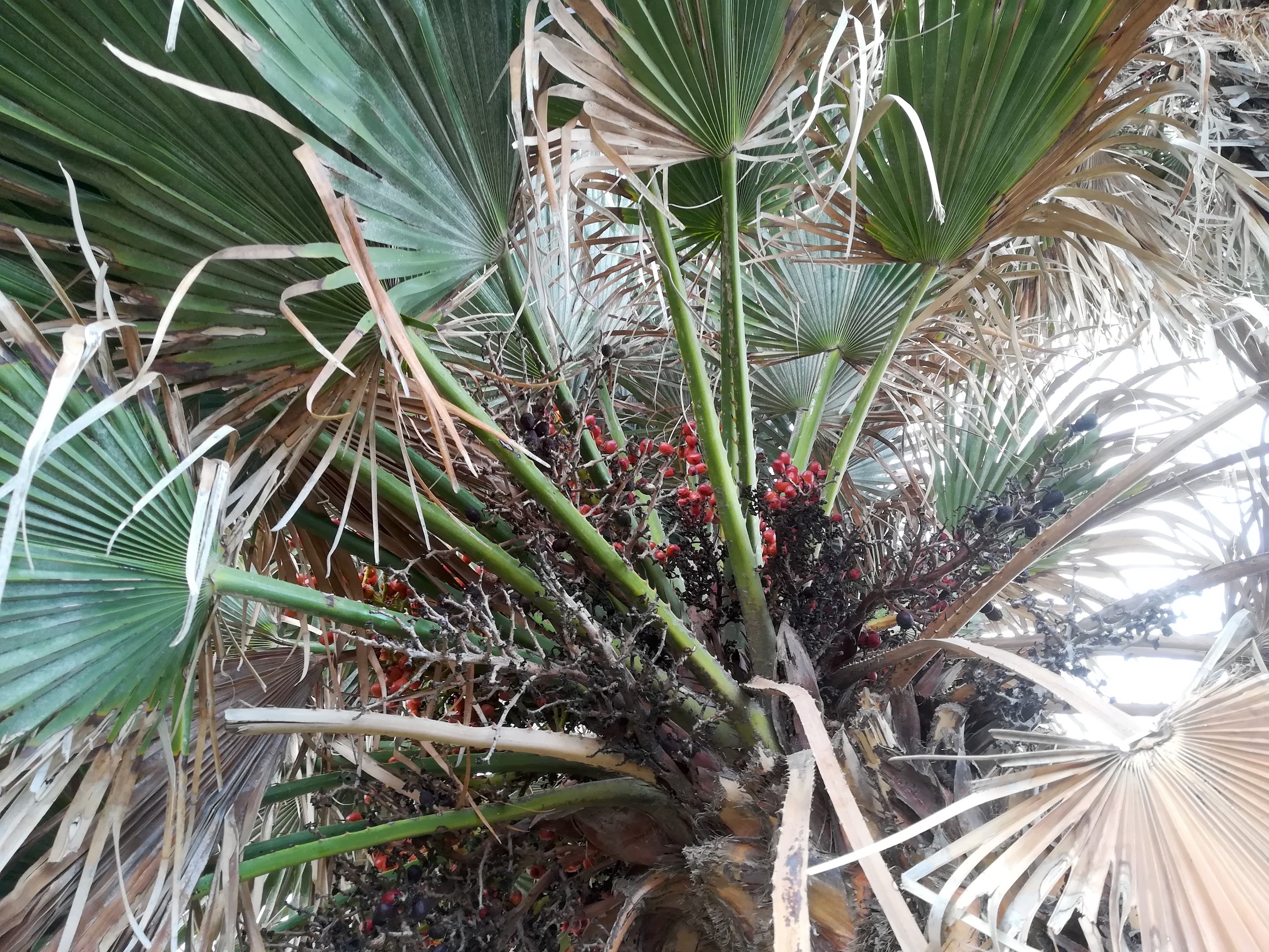 cf. chamaerops humilis kult. livorno toskana mediterran italien_20211027_095826.jpg