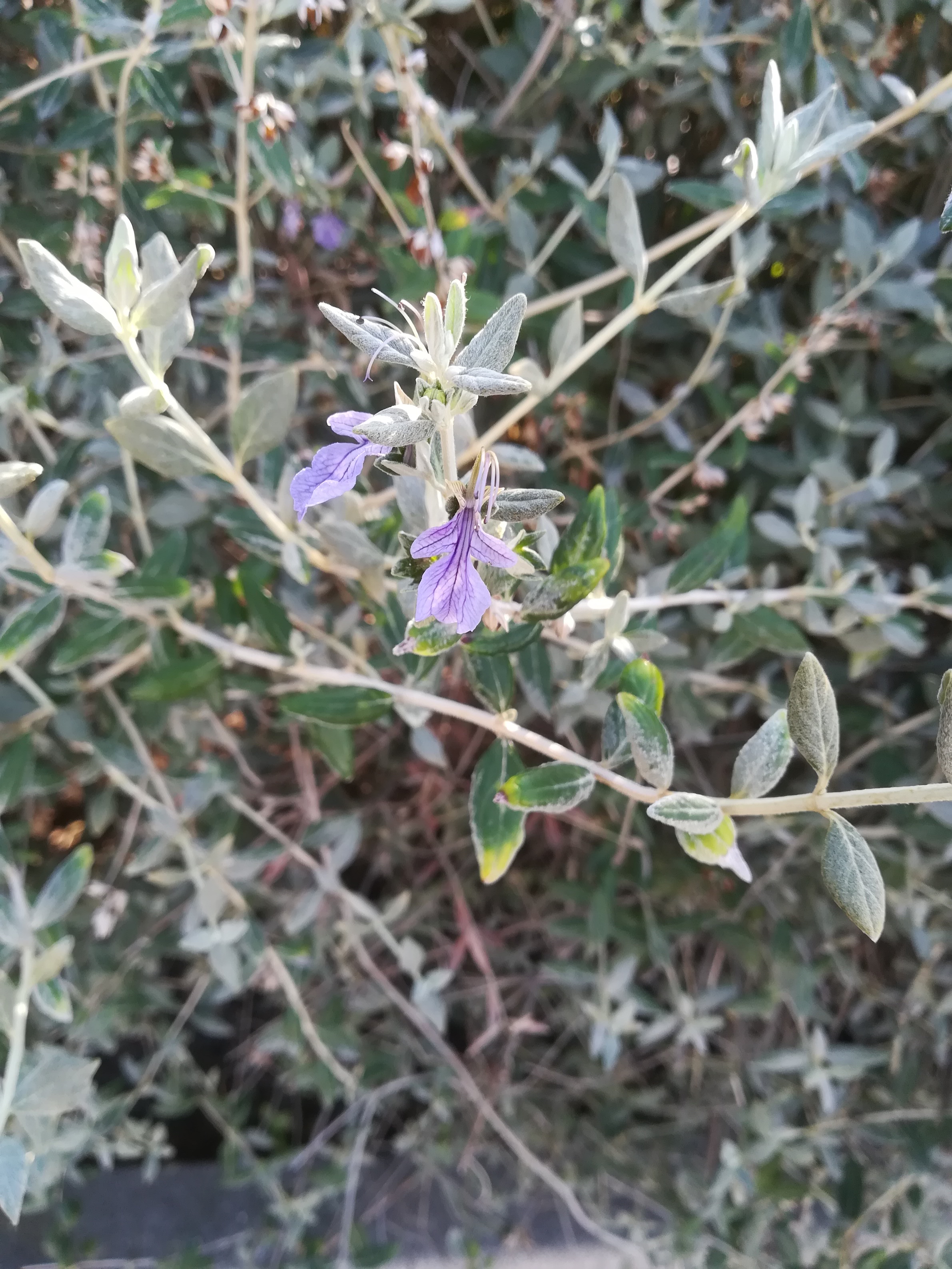 teucrium fruticans kult. livorno toskana mediterran italien_20211027_144927.jpg