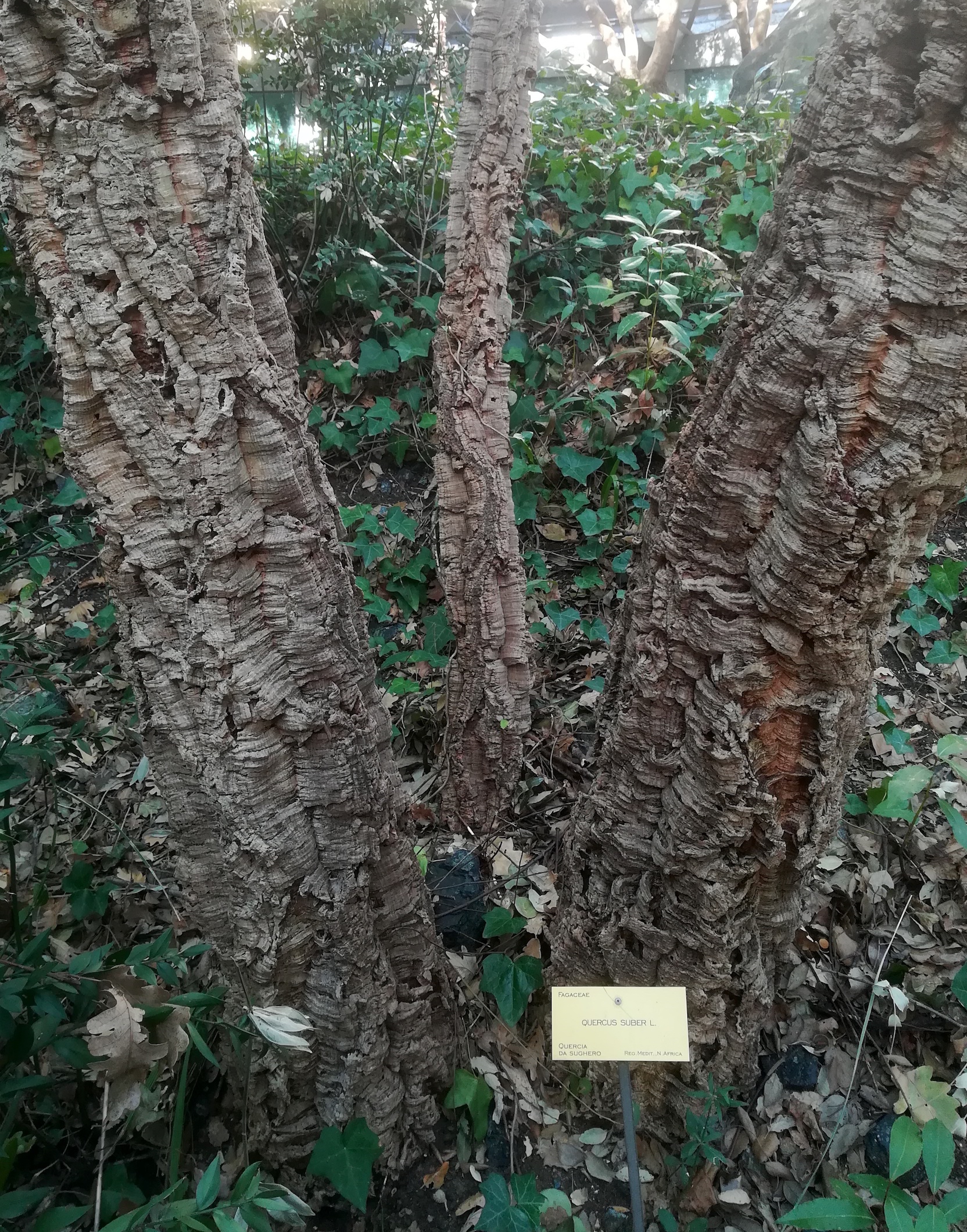 quercus suber kult. livorno toskana mediterran italien_20211029_105928.jpg