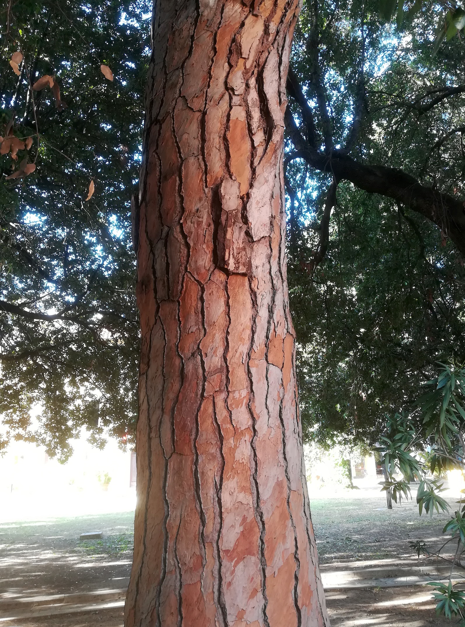 pinus cf. pinea kult. livorno toskana mediterran italien_20211029_111854.jpg