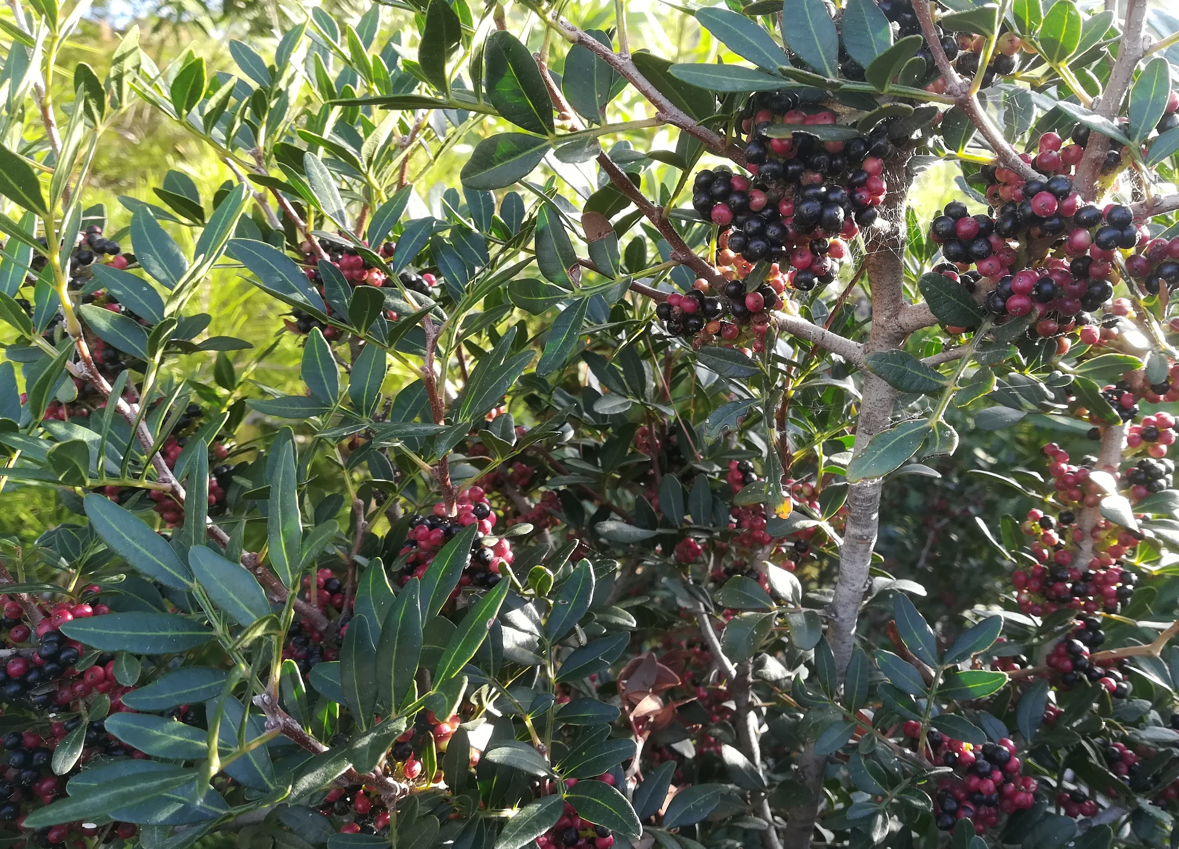 pistacia lentiscus livorno toskana mediterran italien_20211028_100957.jpg