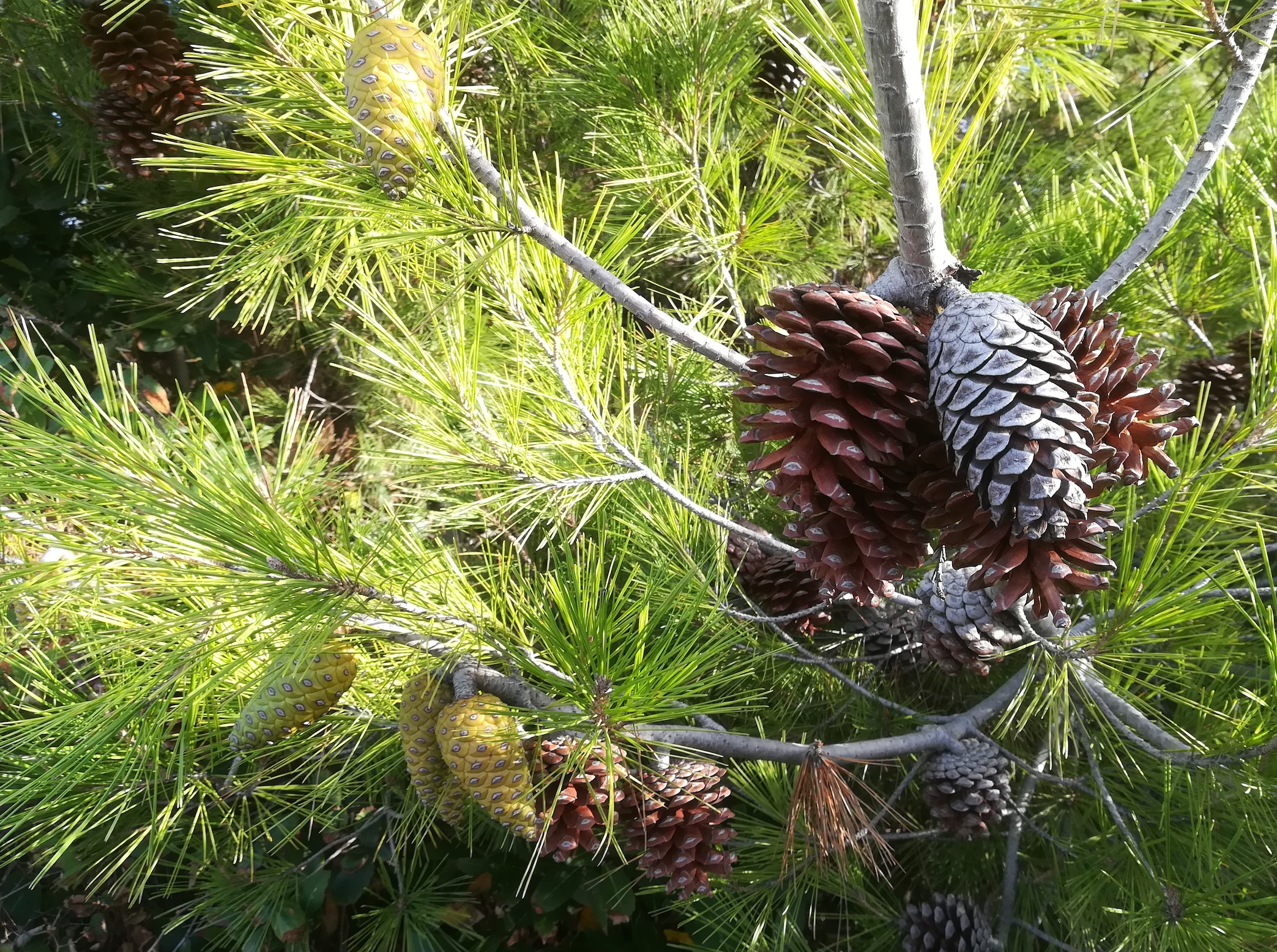 pinus halepensis livorno toskana mediterran italien_20211028_101022.jpg