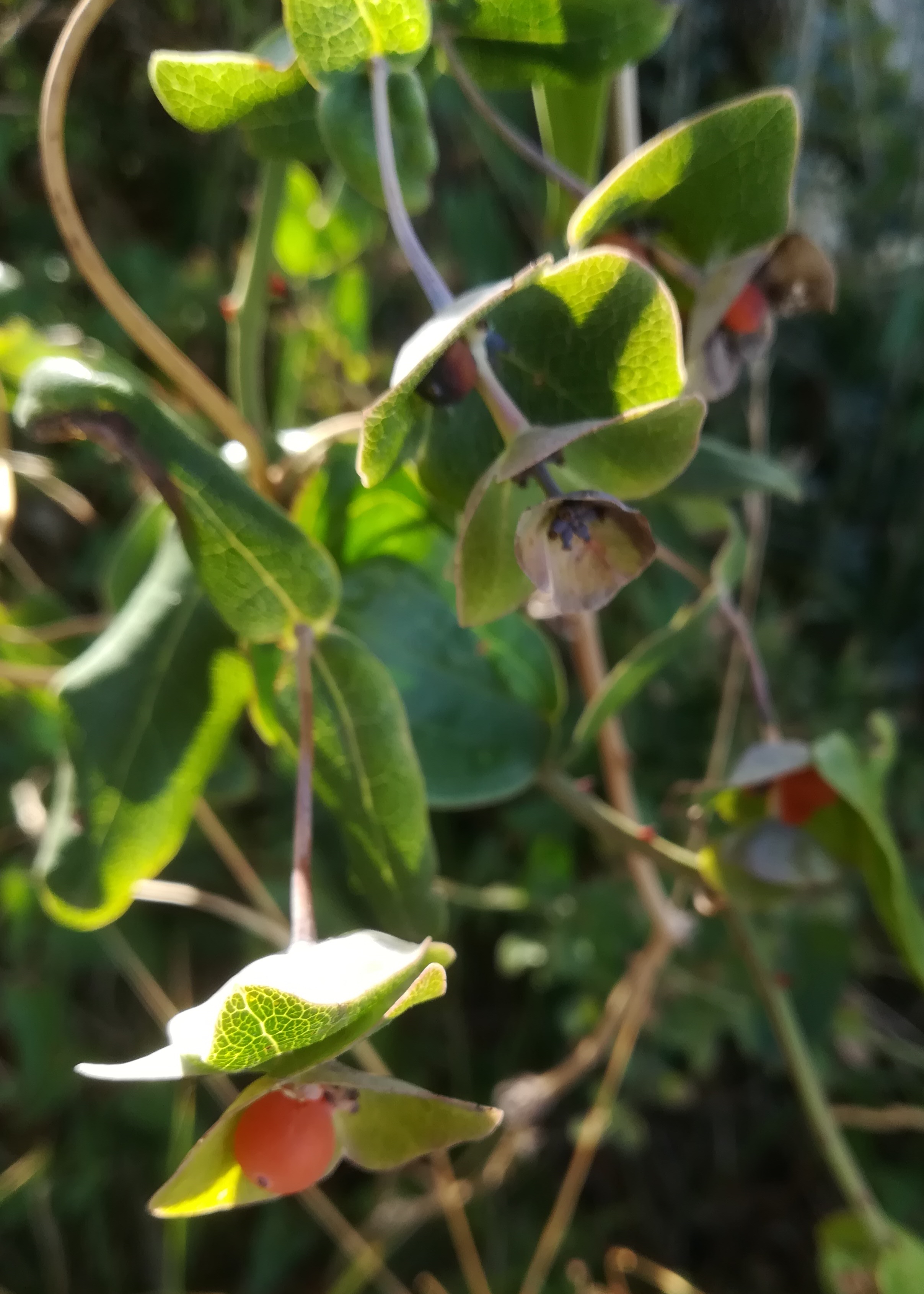 lonicera implexa livorno toskana mediterran italien_20211028_101801.jpg