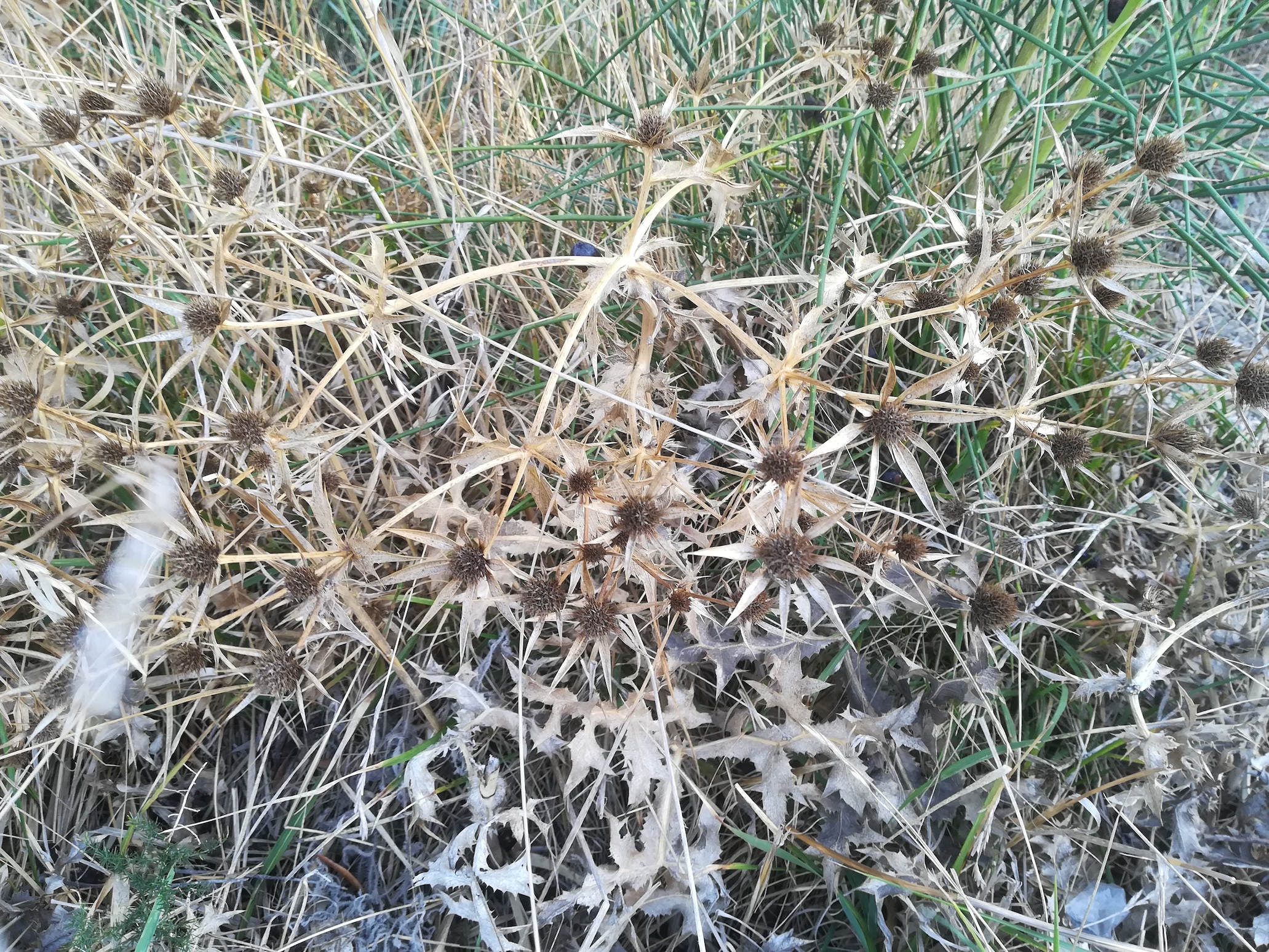 eryngium cf. campestre livorno toskana mediterran italien_20211028_101429.jpg