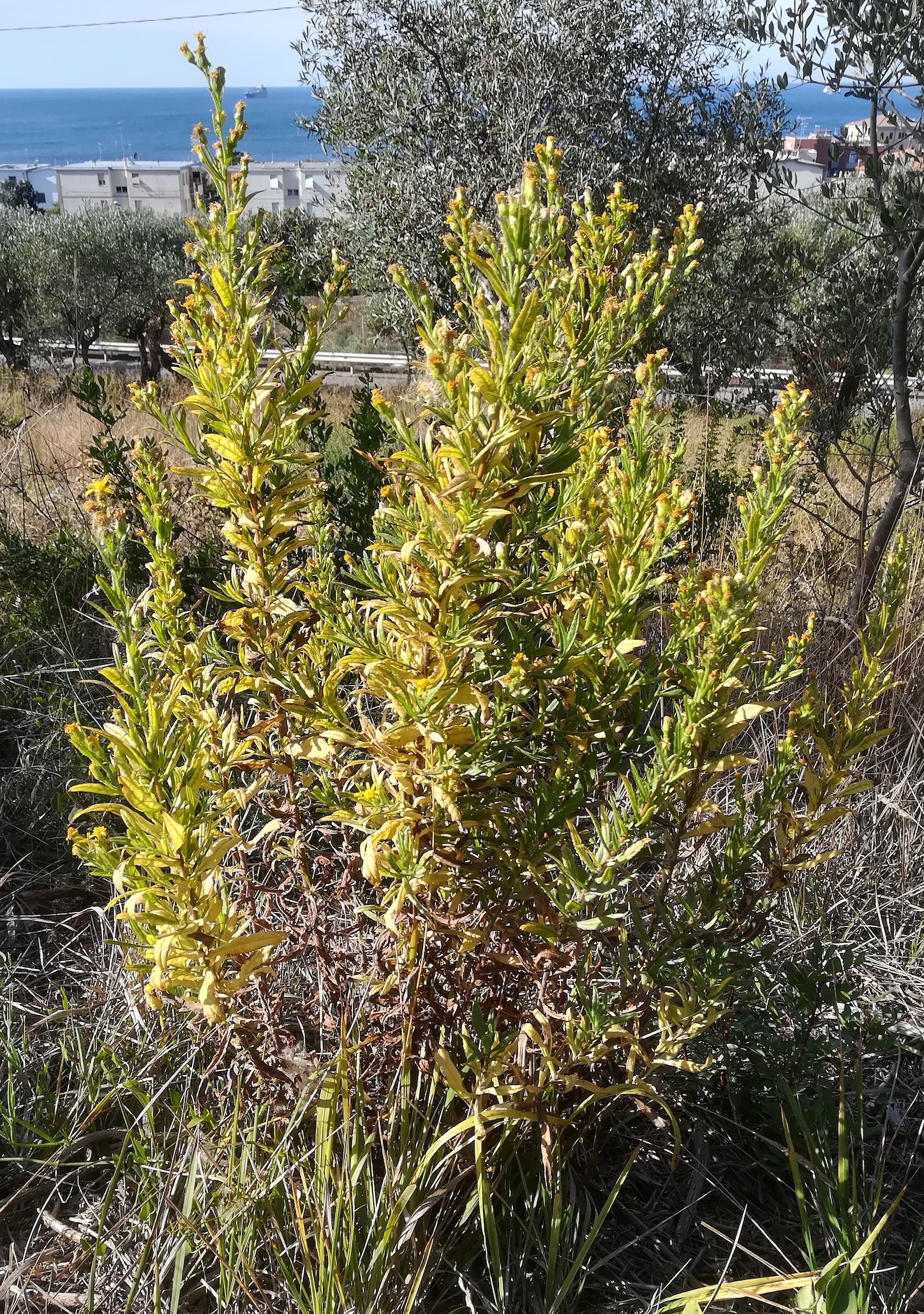 dittrichia viscosa livorno toskana mediterran italien_20211028_111506.jpg