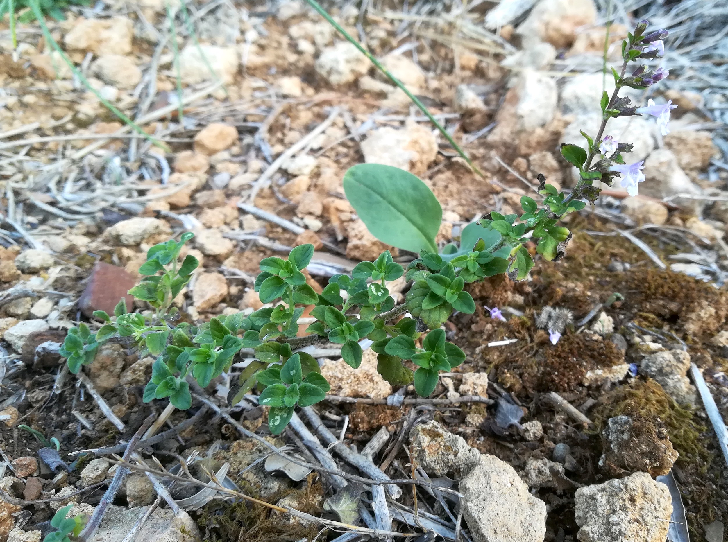 clinopodium nepeta livorno toskana mediterran italien_20211028_102150.jpg