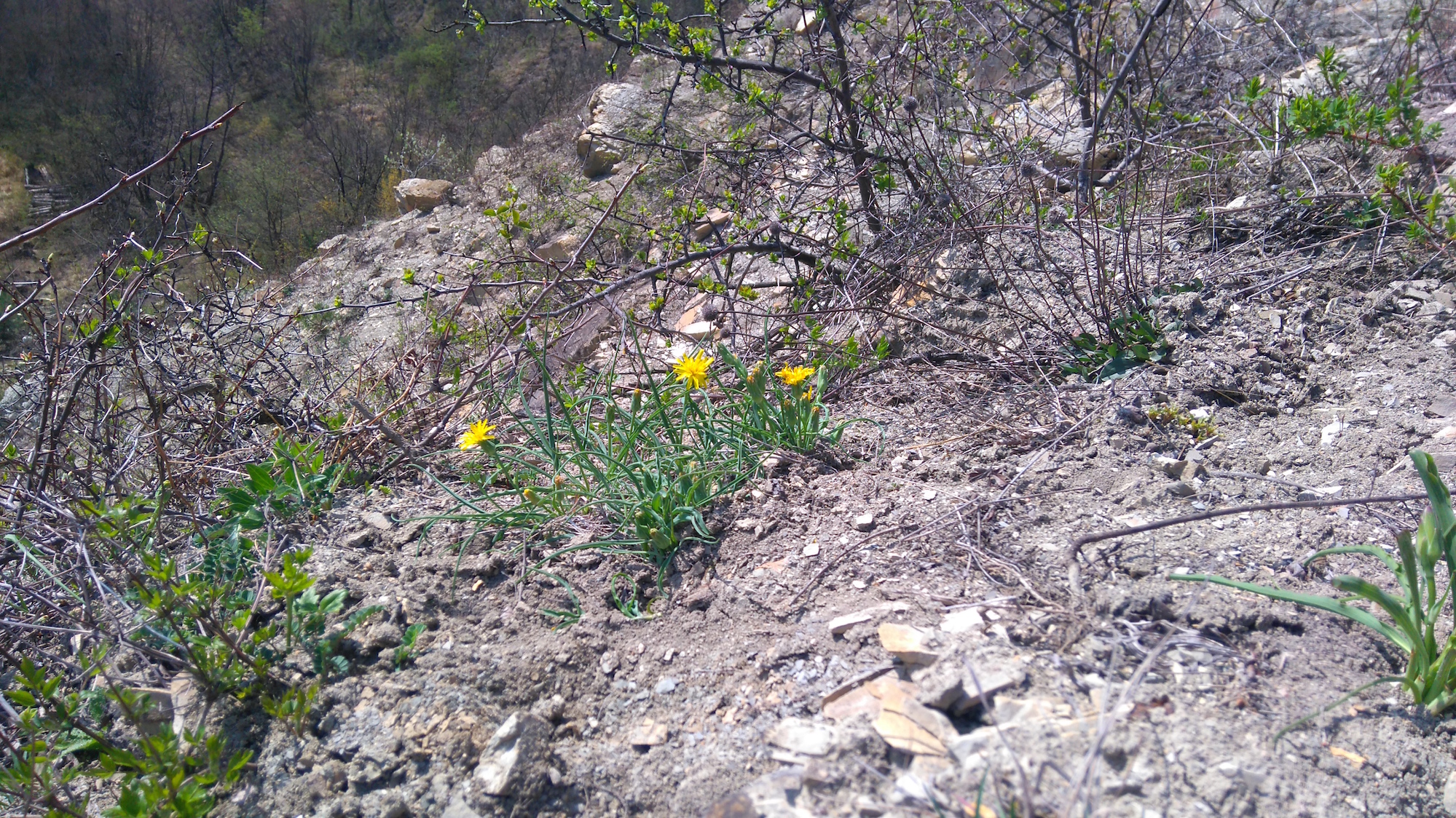 scorzonera austriaca bisamberg_7824.JPG