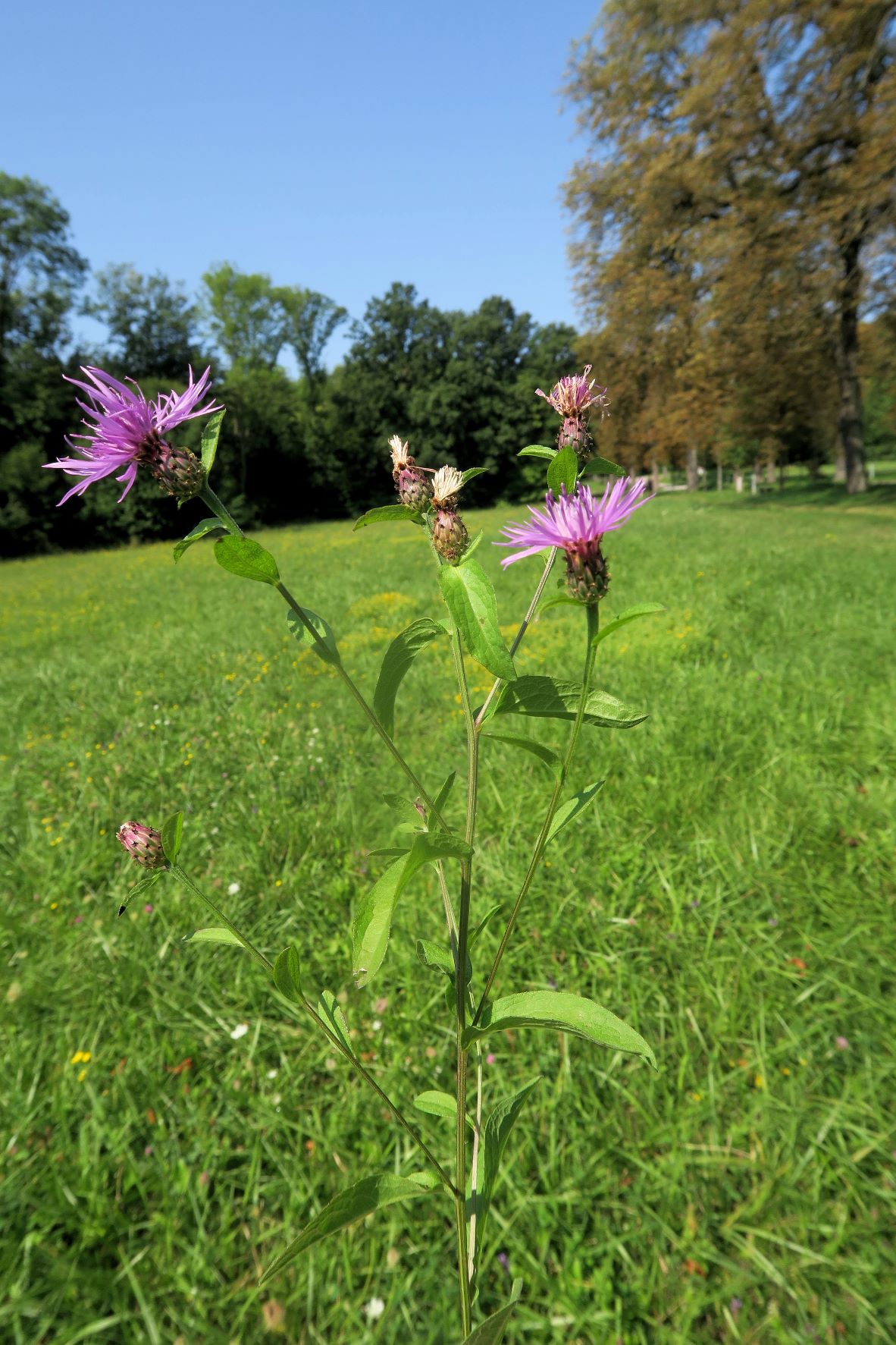 08.21 Lainzer Tiergarten Gütenbachtal Spätsommer-Aspekt Centaurea ssp., Hohenauer Wiese bei Hermesvilla 21.08.2021 C5X (1).JPG