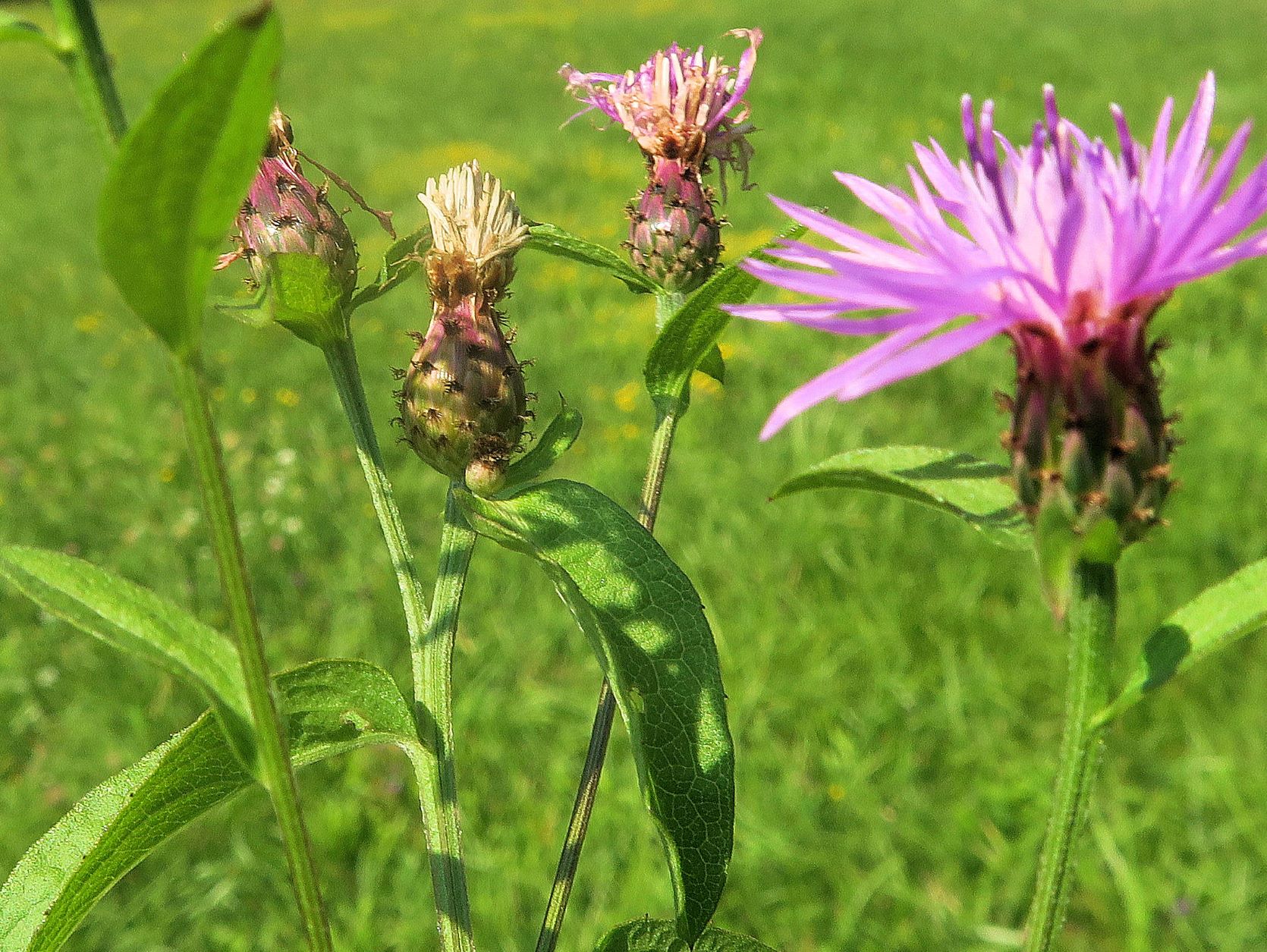 08.21 Lainzer Tiergarten Gütenbachtal Spätsommer-Aspekt Centaurea ssp., Hohenauer Wiese bei Hermesvilla 21.08.2021 C5X (3).JPG