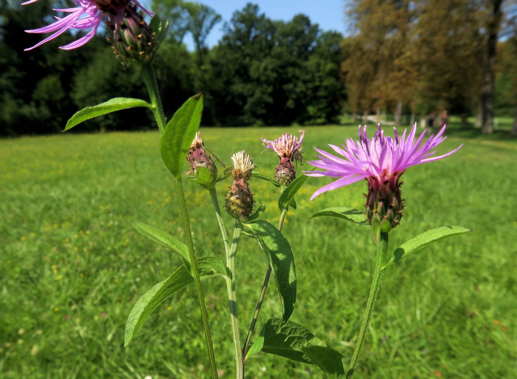 08.21 Lainzer Tiergarten Gütenbachtal Spätsommer-Aspekt Centaurea ssp., Hohenauer Wiese bei Hermesvilla 21.08.2021 C5X (4).JPG