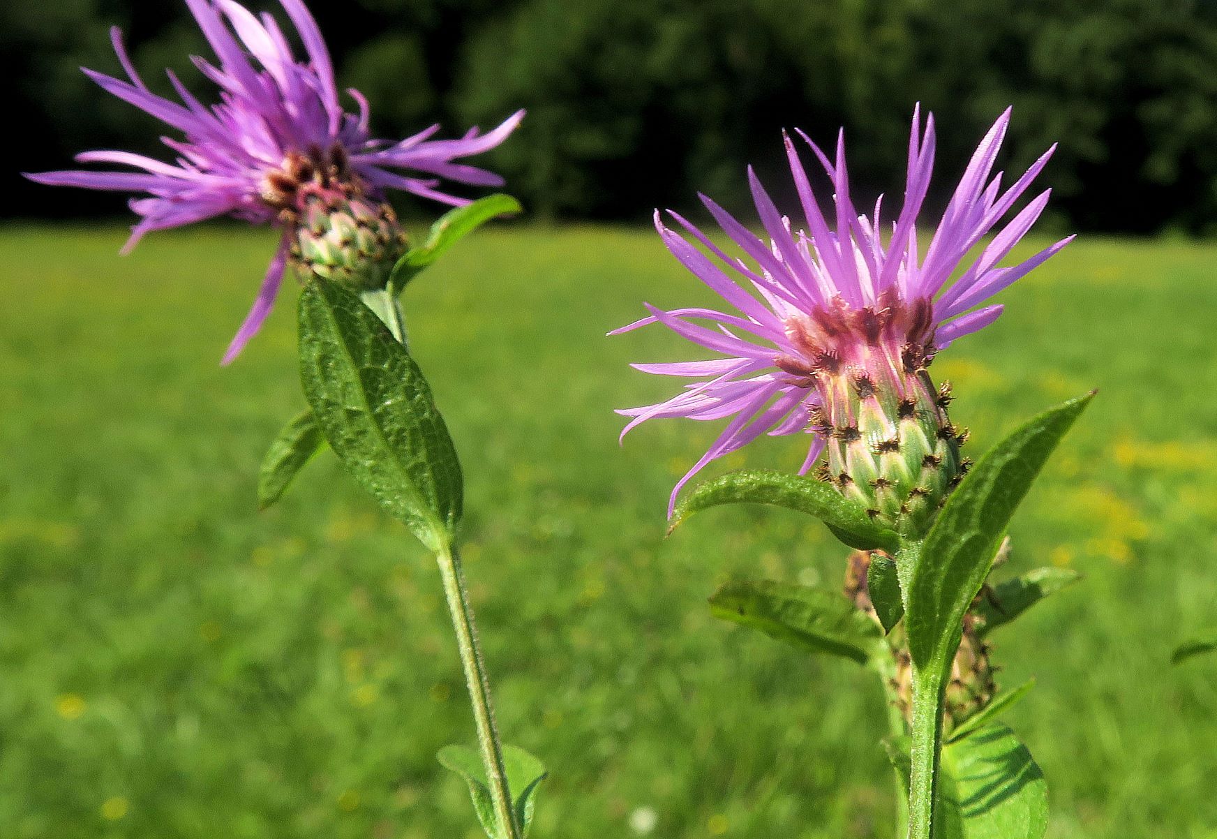 08.21 Lainzer Tiergarten Gütenbachtal Spätsommer-Aspekt Centaurea ssp., Hohenauer Wiese bei Hermesvilla 21.08.2021 C5X (5).JPG