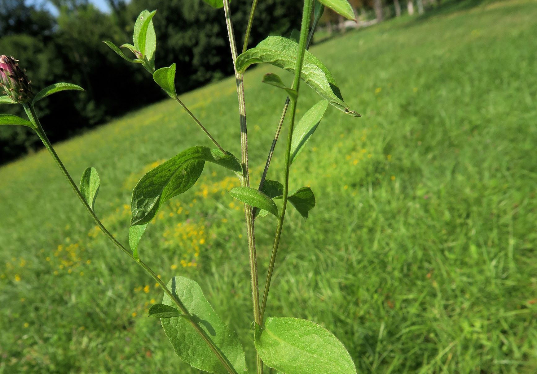 08.21 Lainzer Tiergarten Gütenbachtal Spätsommer-Aspekt Centaurea ssp., Hohenauer Wiese bei Hermesvilla 21.08.2021 C5X (6).JPG