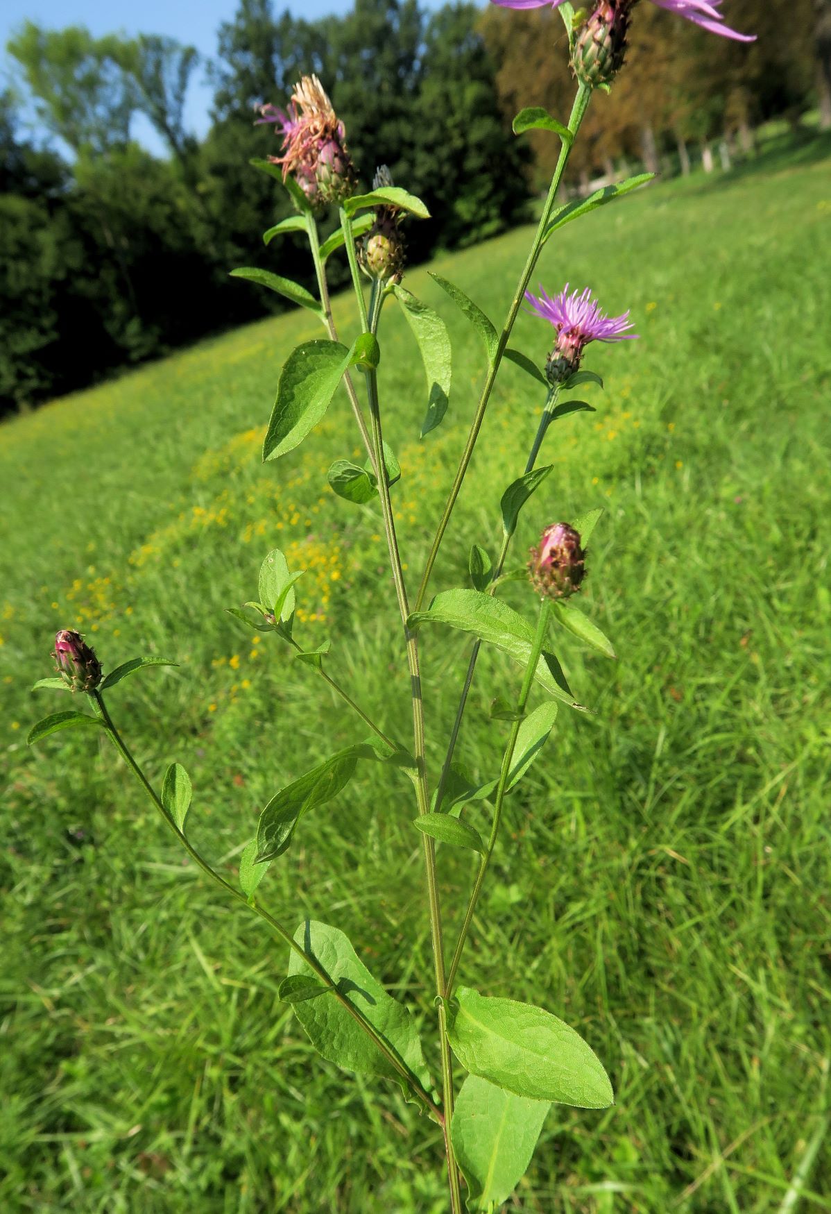 08.21 Lainzer Tiergarten Gütenbachtal Spätsommer-Aspekt Centaurea ssp., Hohenauer Wiese bei Hermesvilla 21.08.2021 C5X (7).JPG