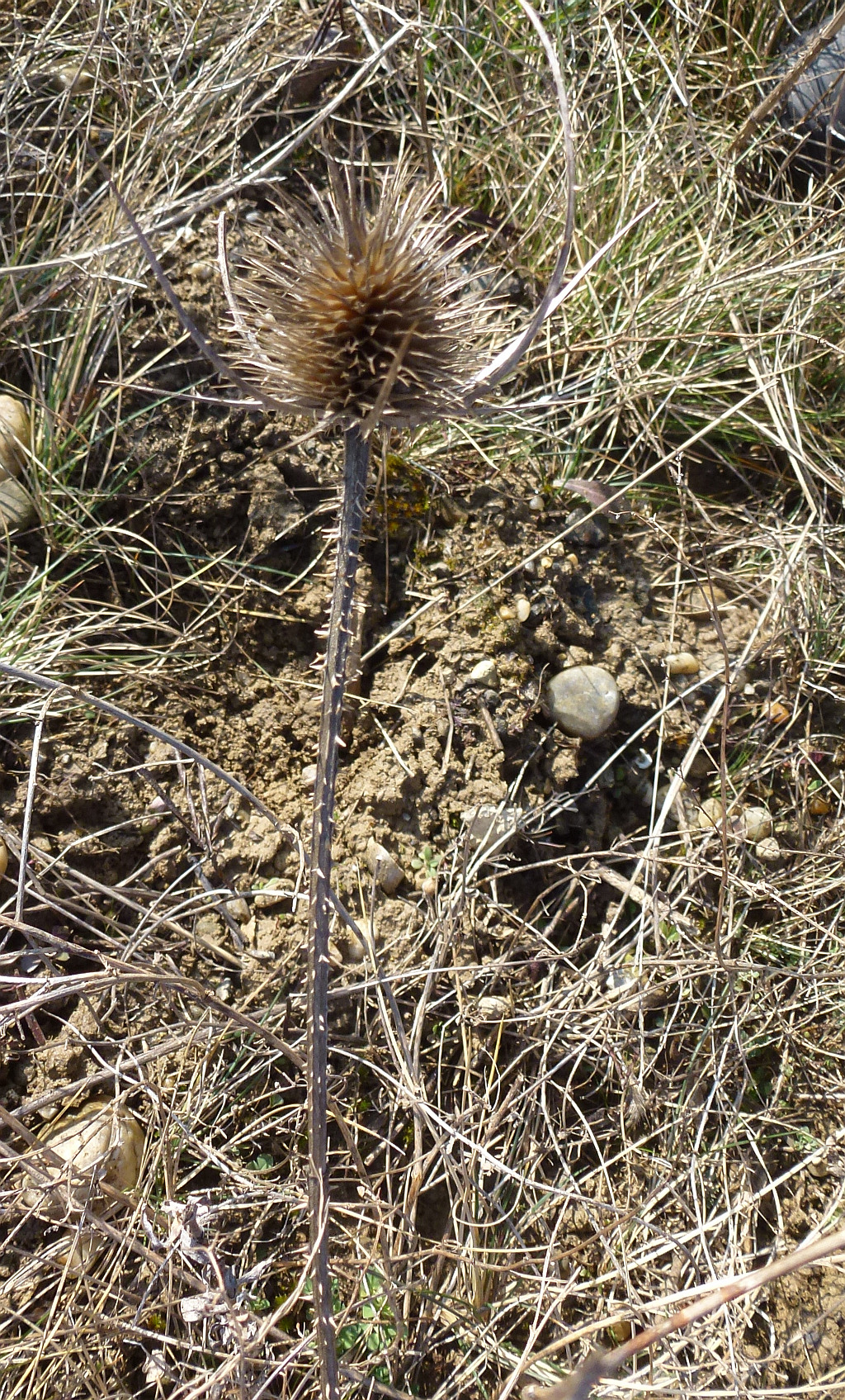 P1540171 mglw Dipsacus strigosus -schlanke Karde.jpg