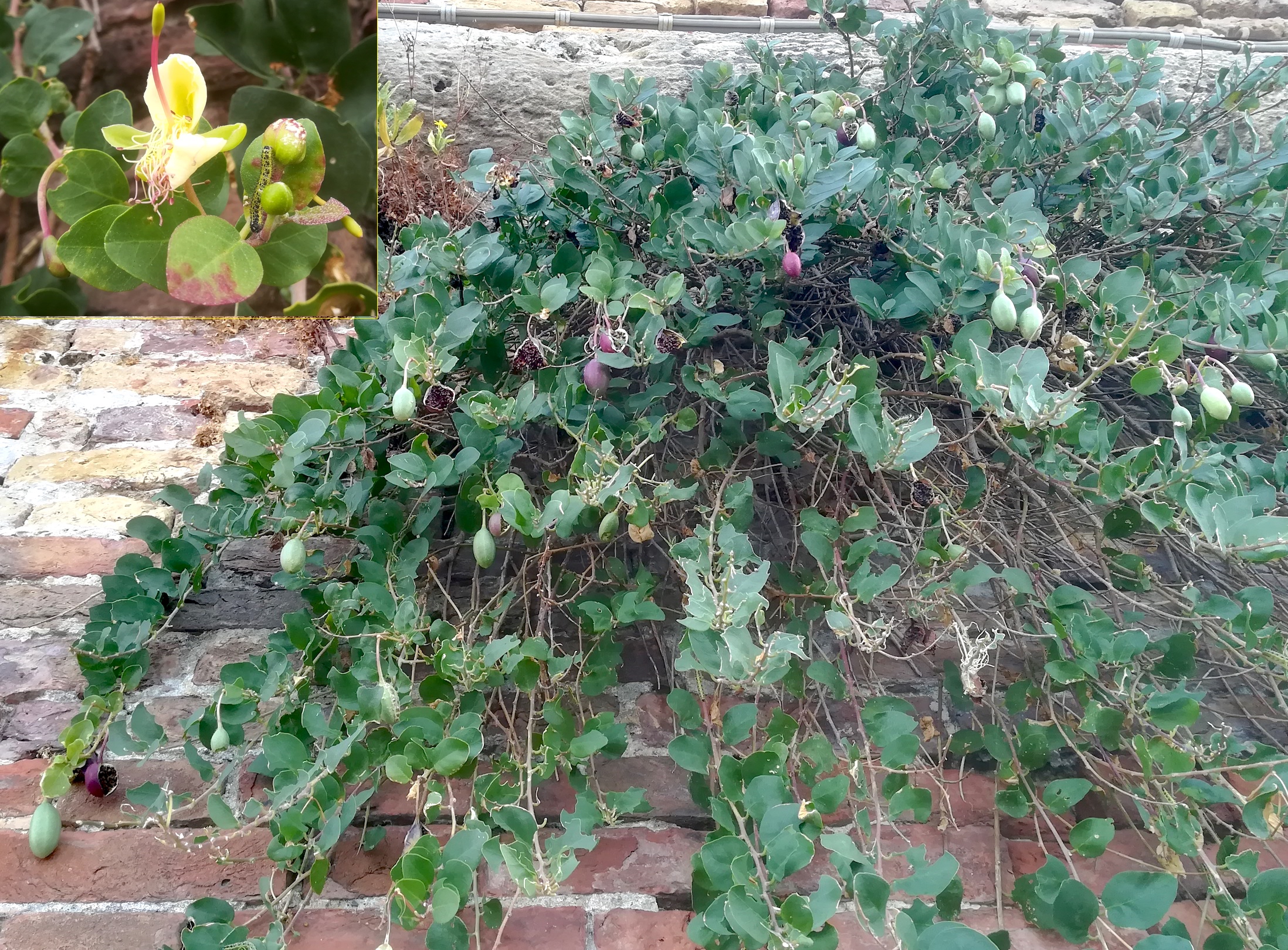 capparis spinosa livorno toskana mediterran italien_20211030_101802.jpg