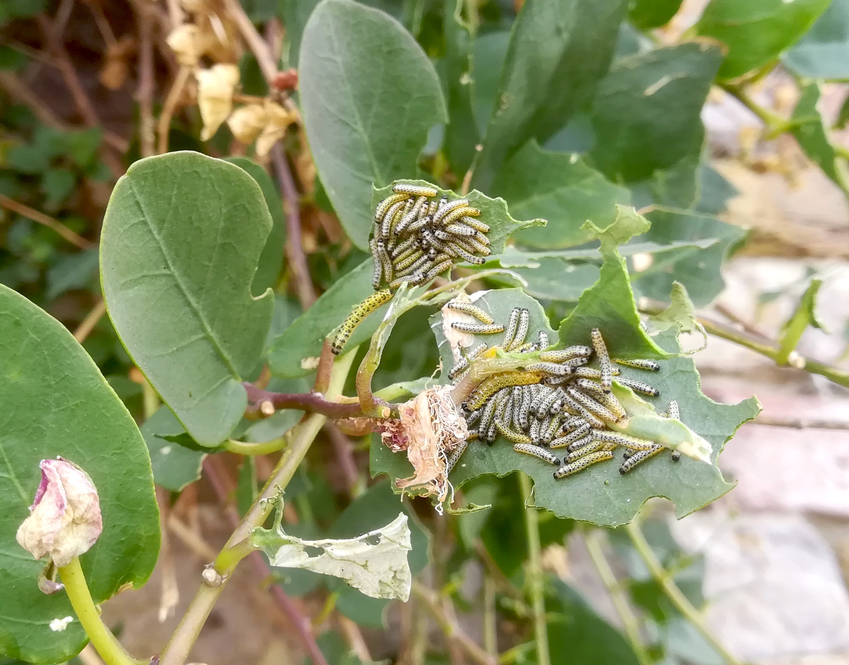 capparis spinosa livorno toskana mediterran italien_20211030_101851.jpg