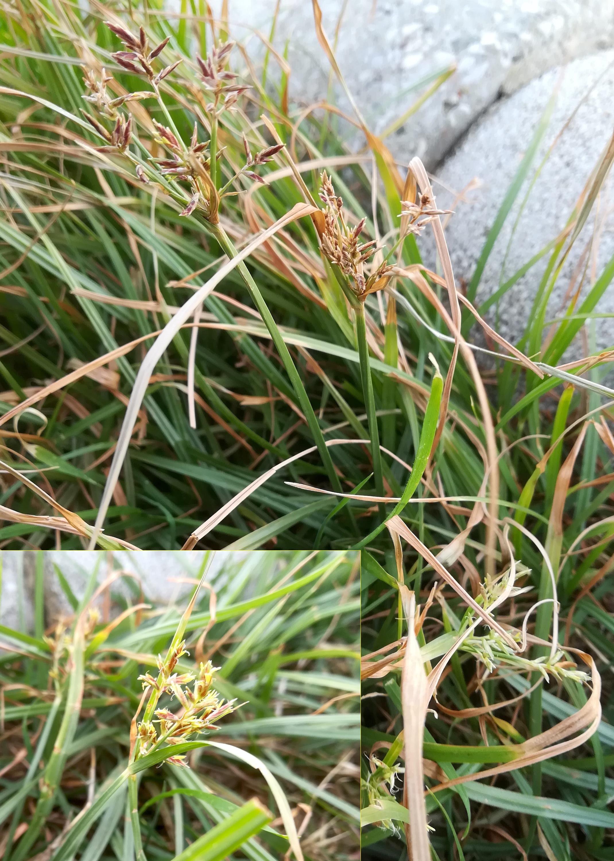 cyperus cf. rotundus livorno toskana mediterran italien_20211027_095929.jpg