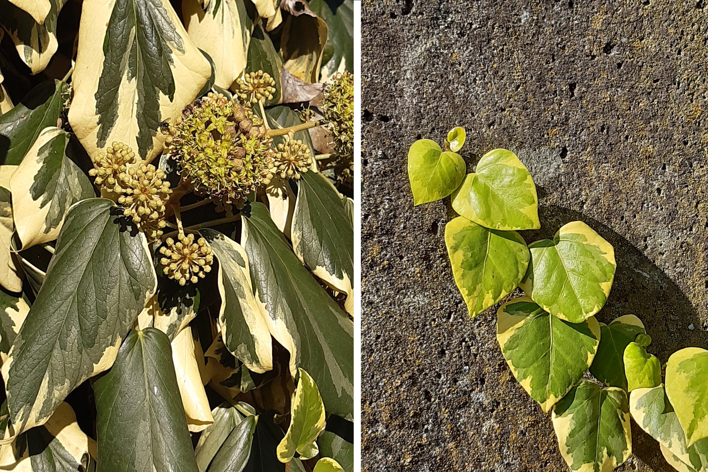 hedera colchica rechnitz.jpg