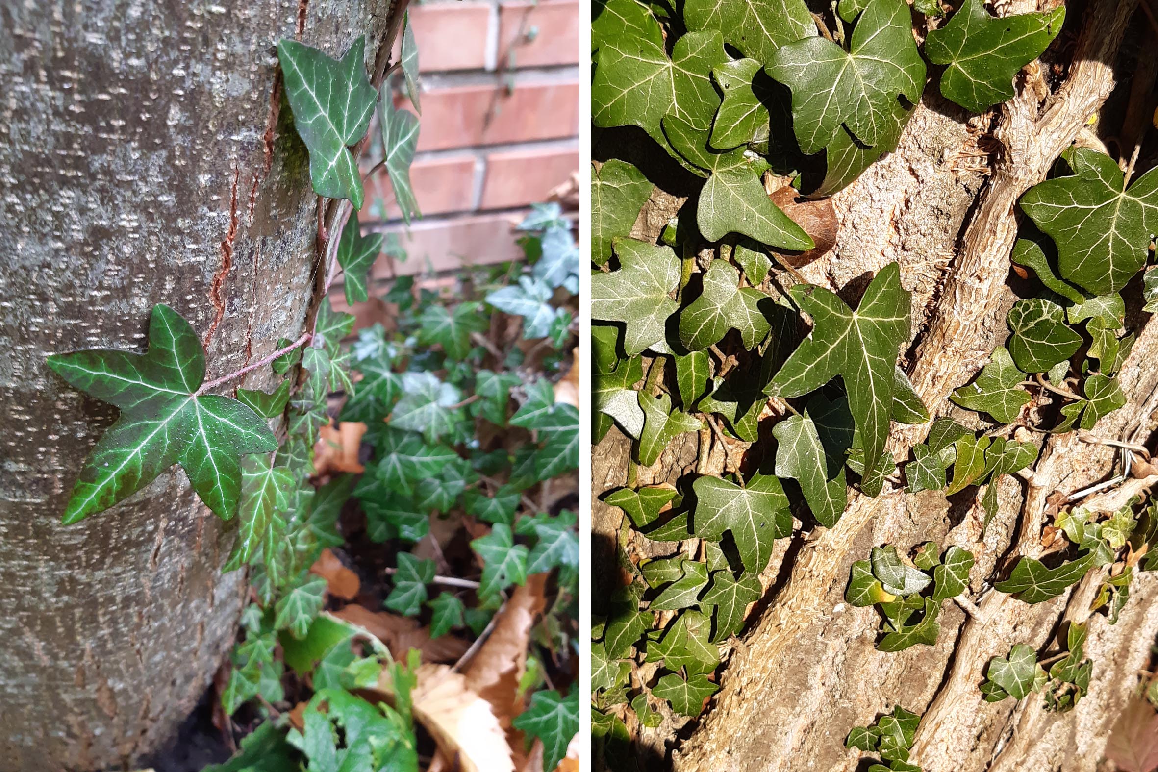 hedera helix bodenspross-blätter.jpg