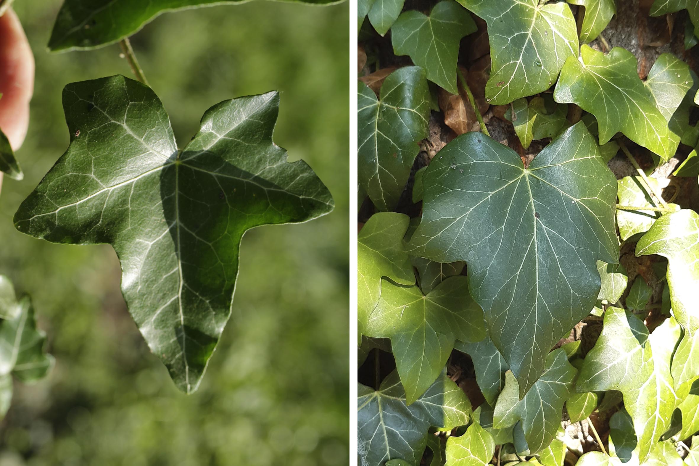 hedera helix sprossblätter.jpg