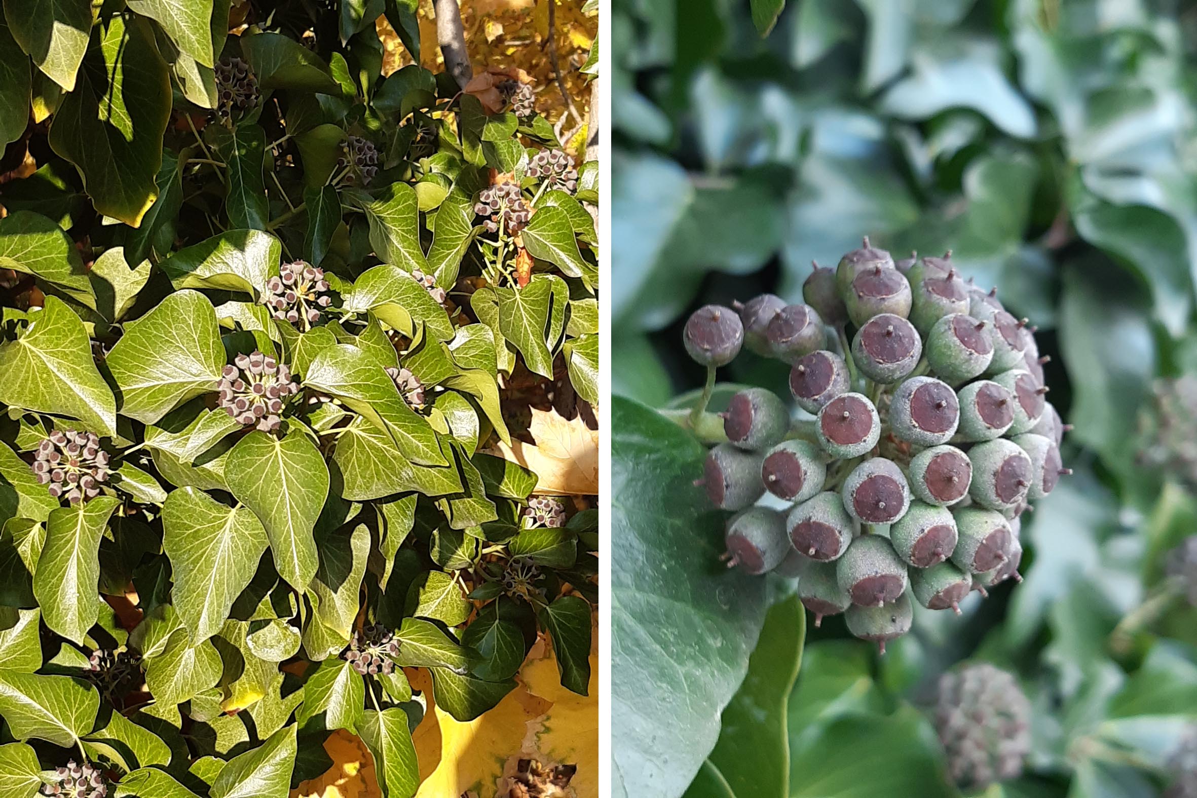 hedera crebrescens infl.jpg