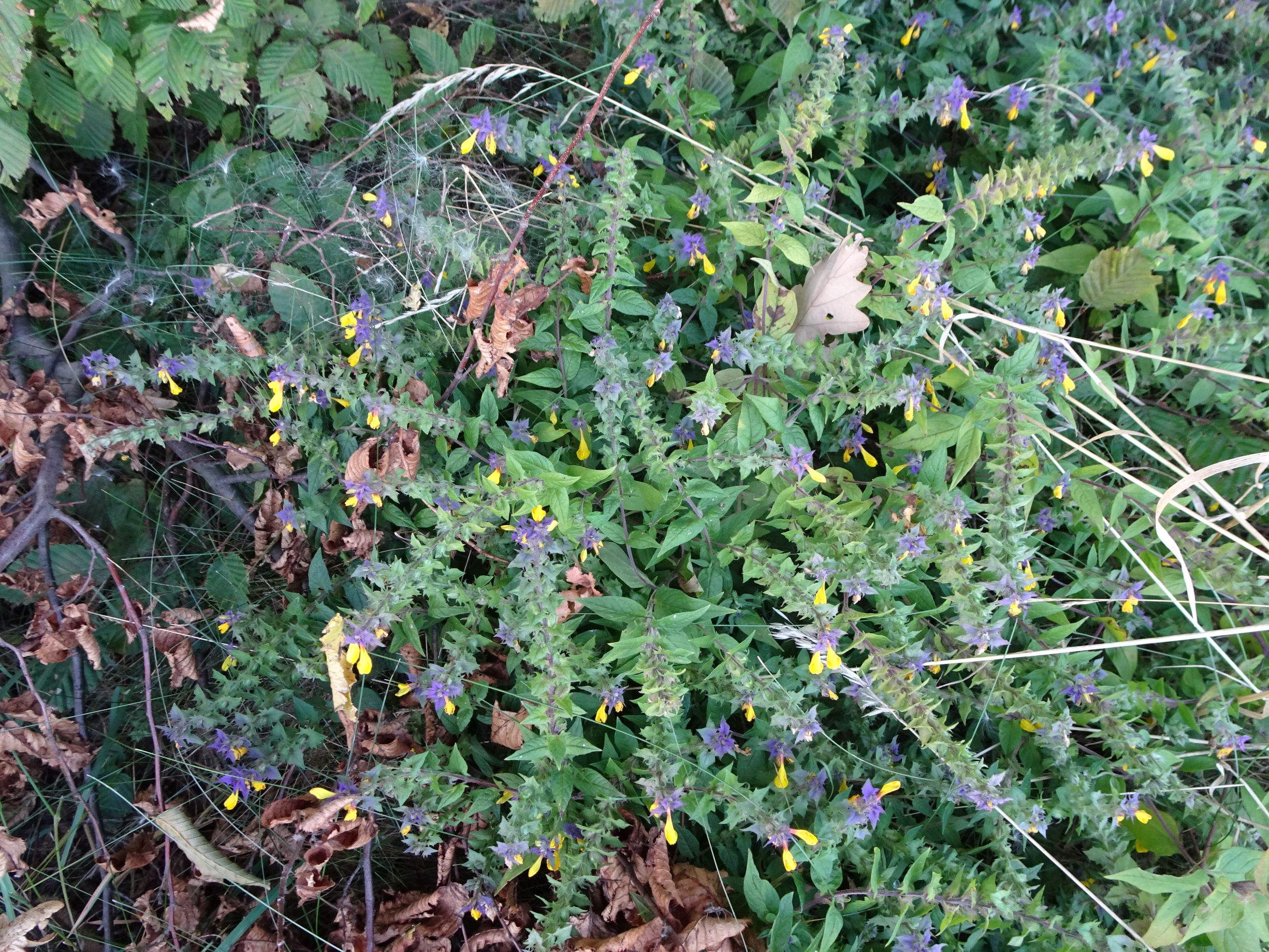 DSC09081 melampyrum nemorosum 2021-09-07 leithagebirge hoadl breitenbrunn.JPG