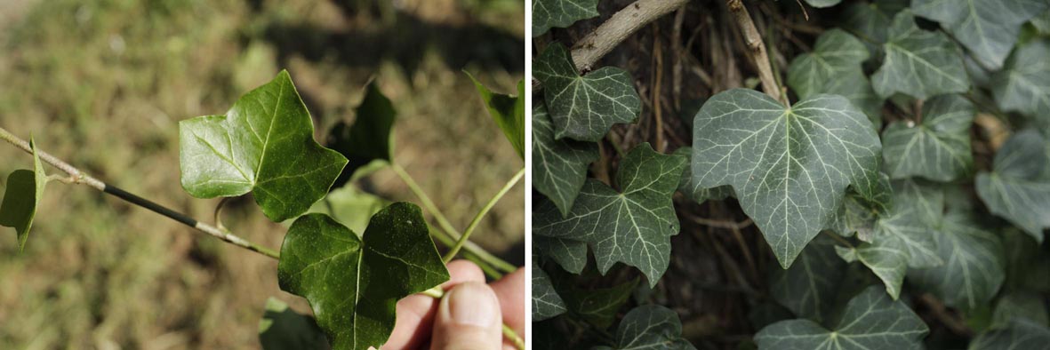 hedera hibernica blätter boden.jpg