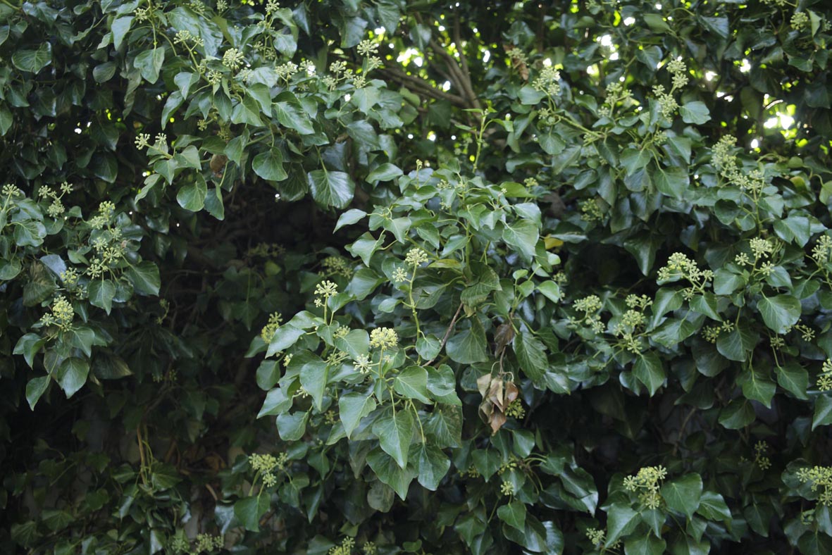 hedera hibernica habitus.jpg