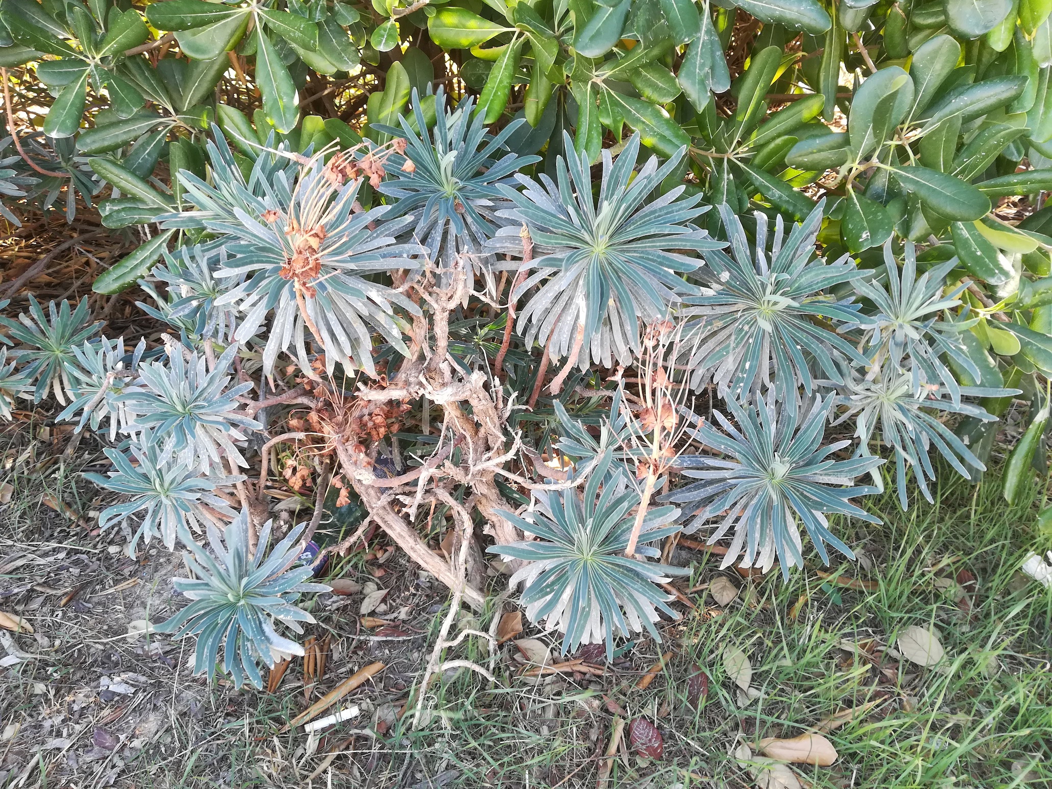 euphorbia characias livorno toskana mediterran italien_20211027_144949.jpg