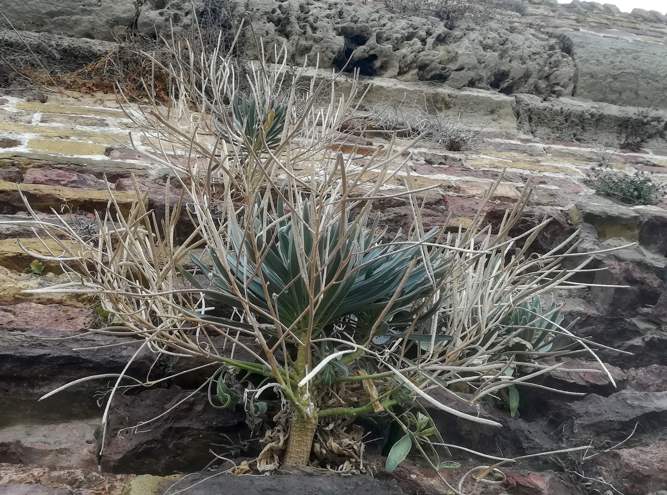 euphorbia dendroides livorno toskana mediterran italien_20211030_101520.jpg