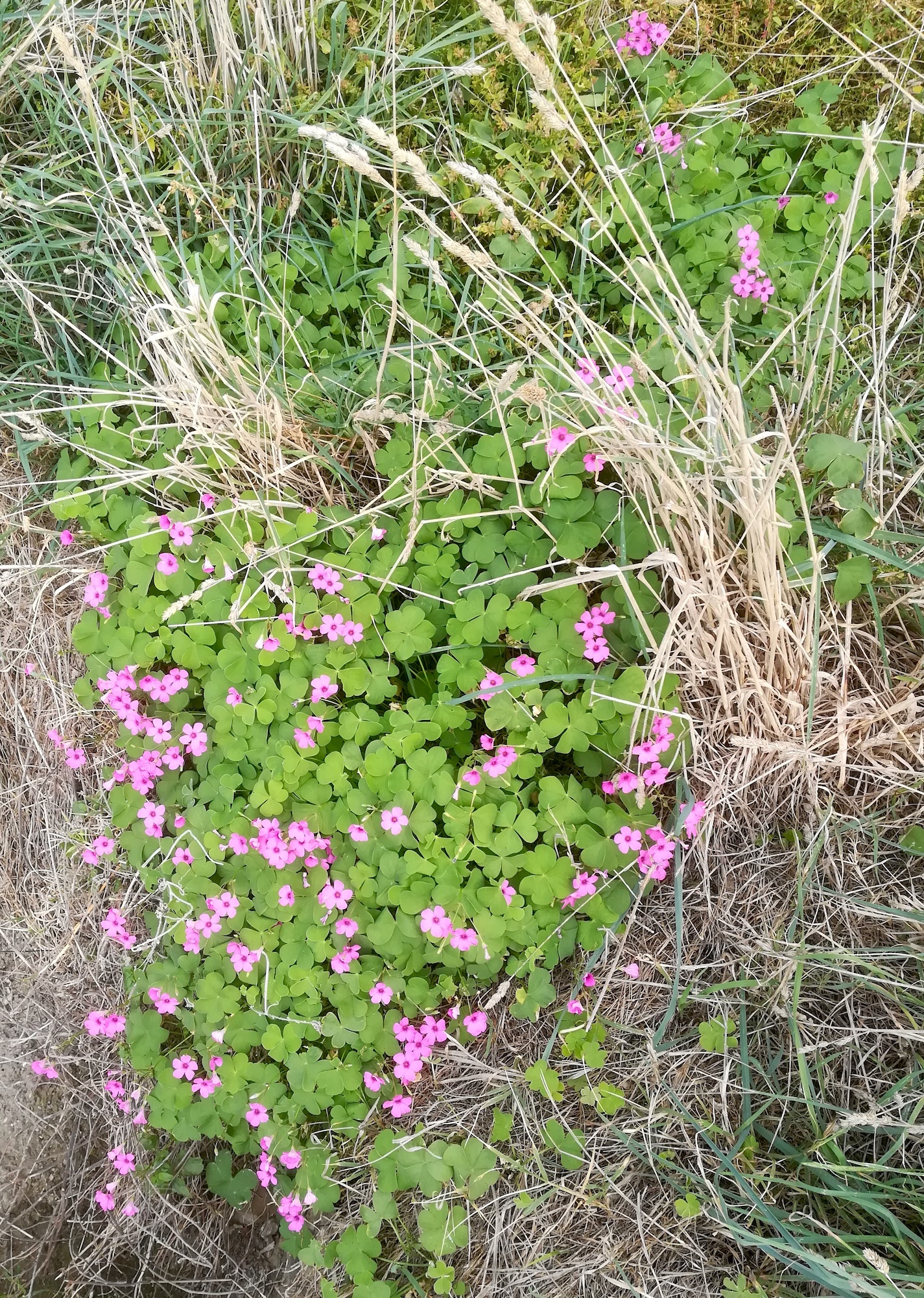 oxalis articulata livorno toskana mediterran italien_20211029_162120.jpg